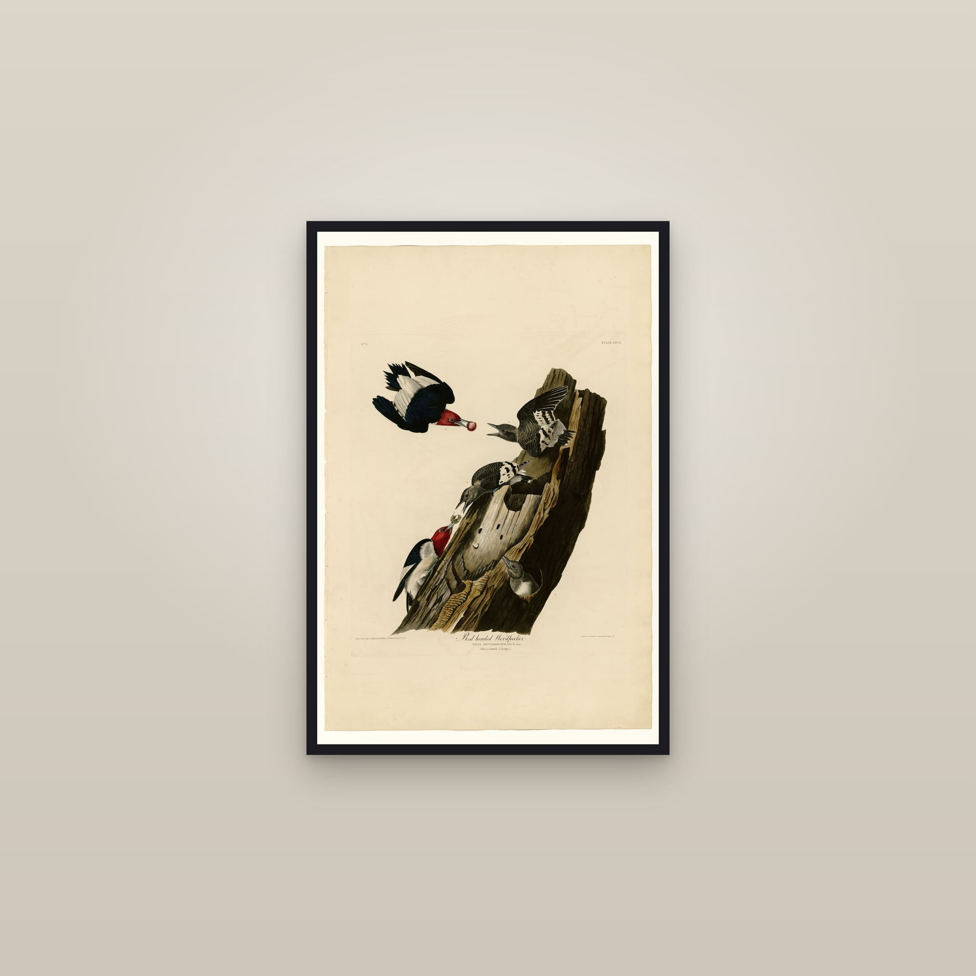 Red-headed Woodpecker — framed in a gallery setting