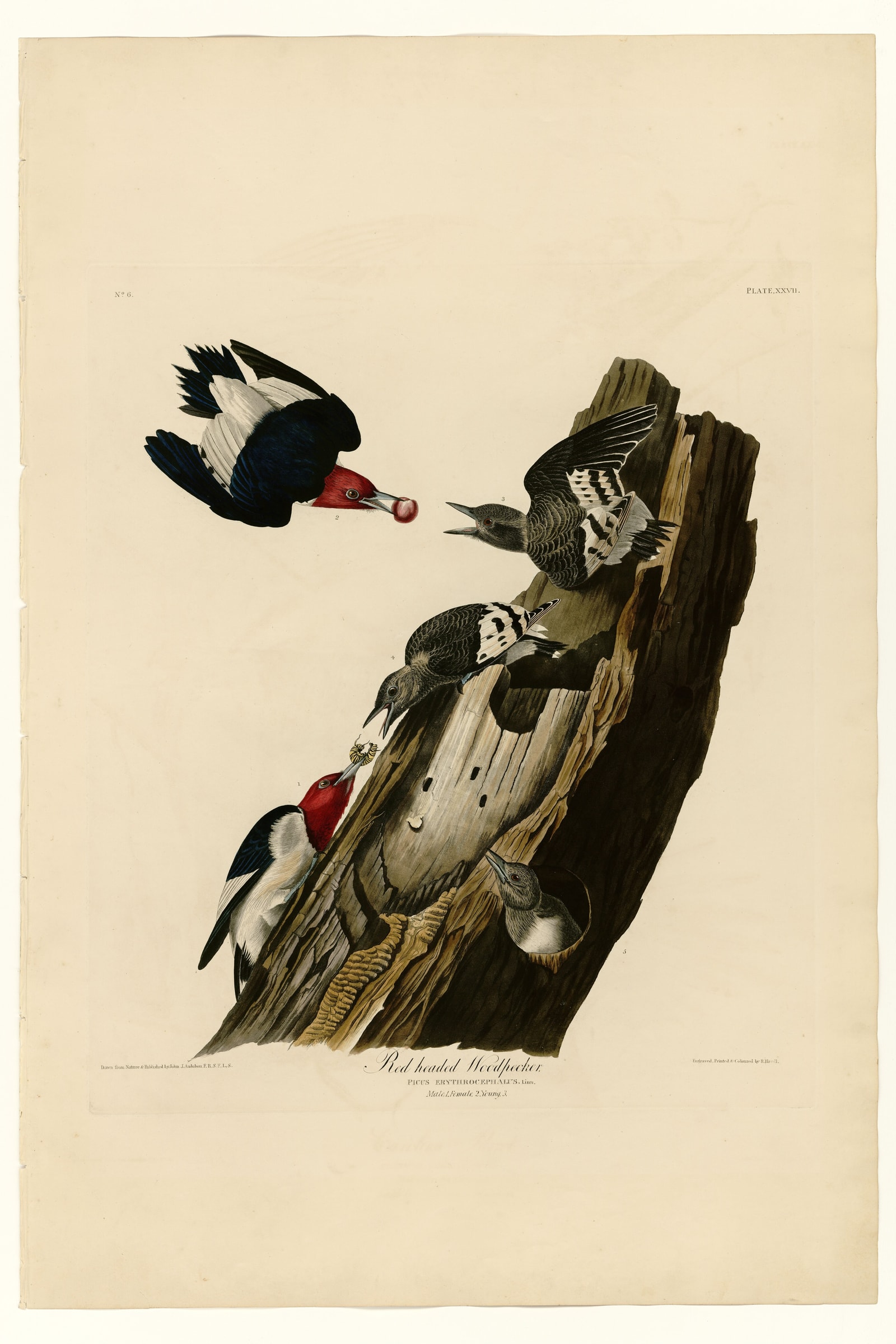 Red-headed Woodpecker