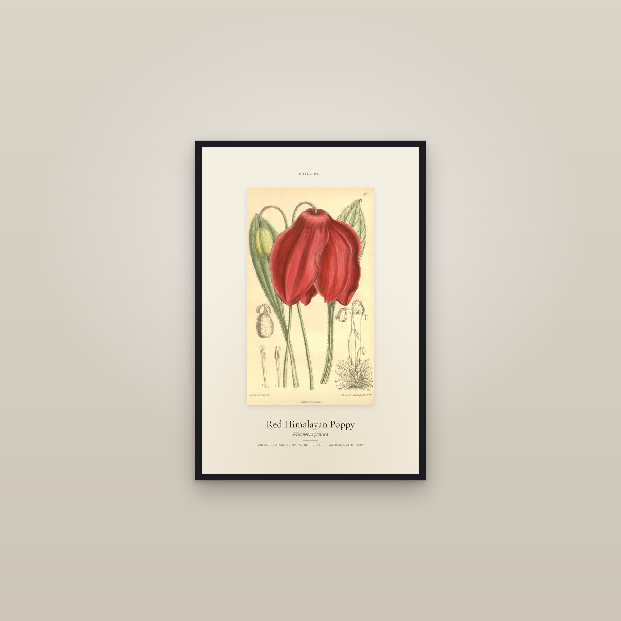 Red Himalayan Poppy — Specimen — framed in a gallery setting