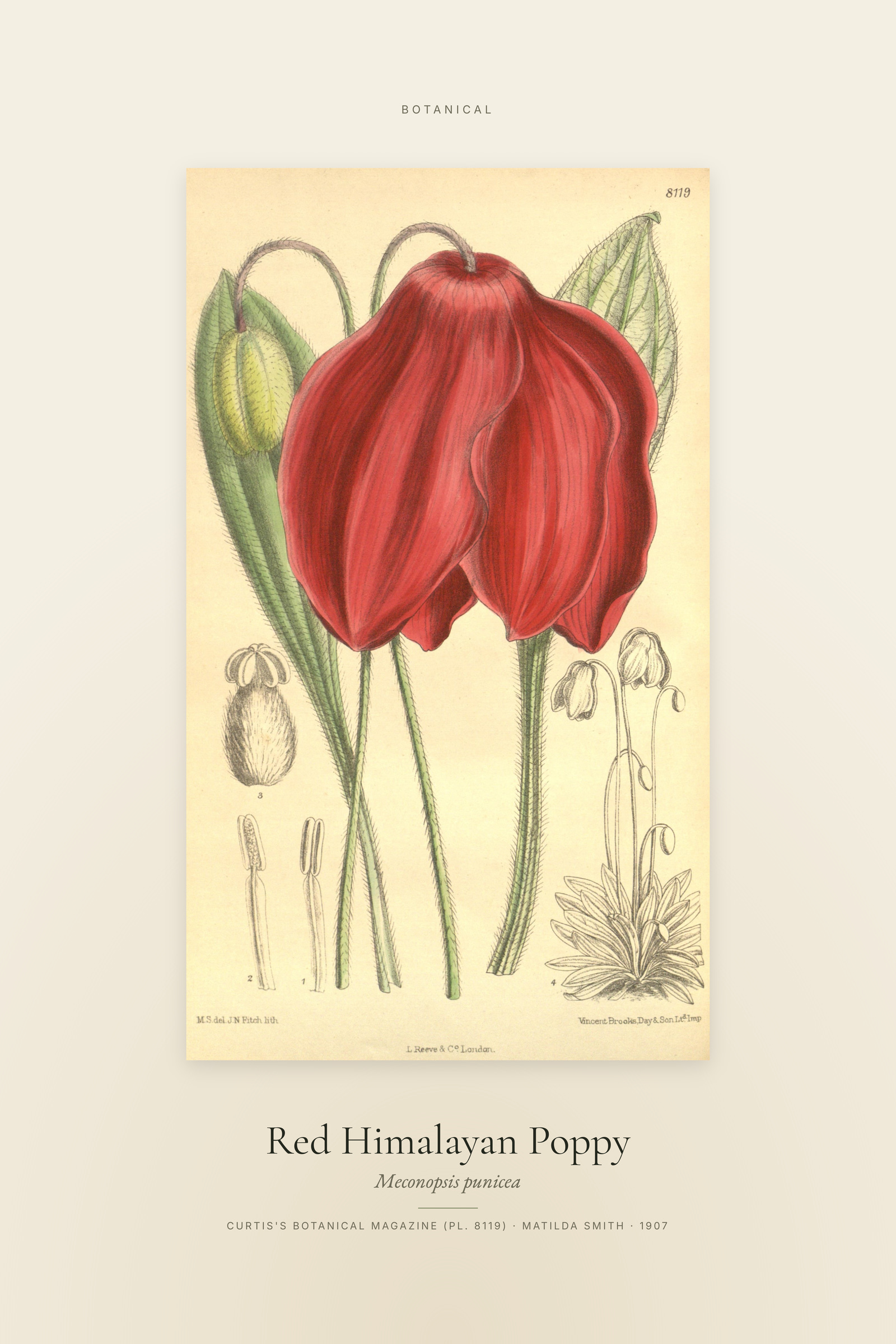 Red Himalayan Poppy — Specimen