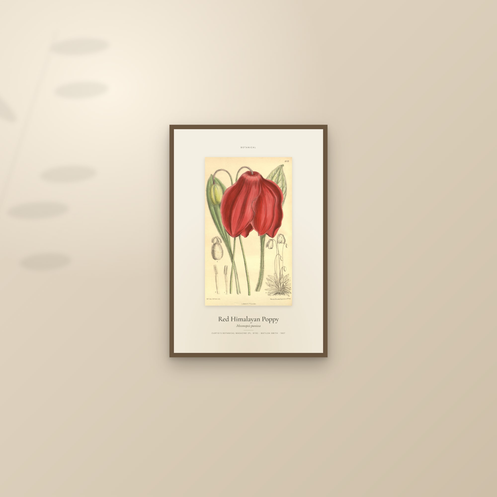 Red Himalayan Poppy — Specimen — framed and styled on a sunlit wall