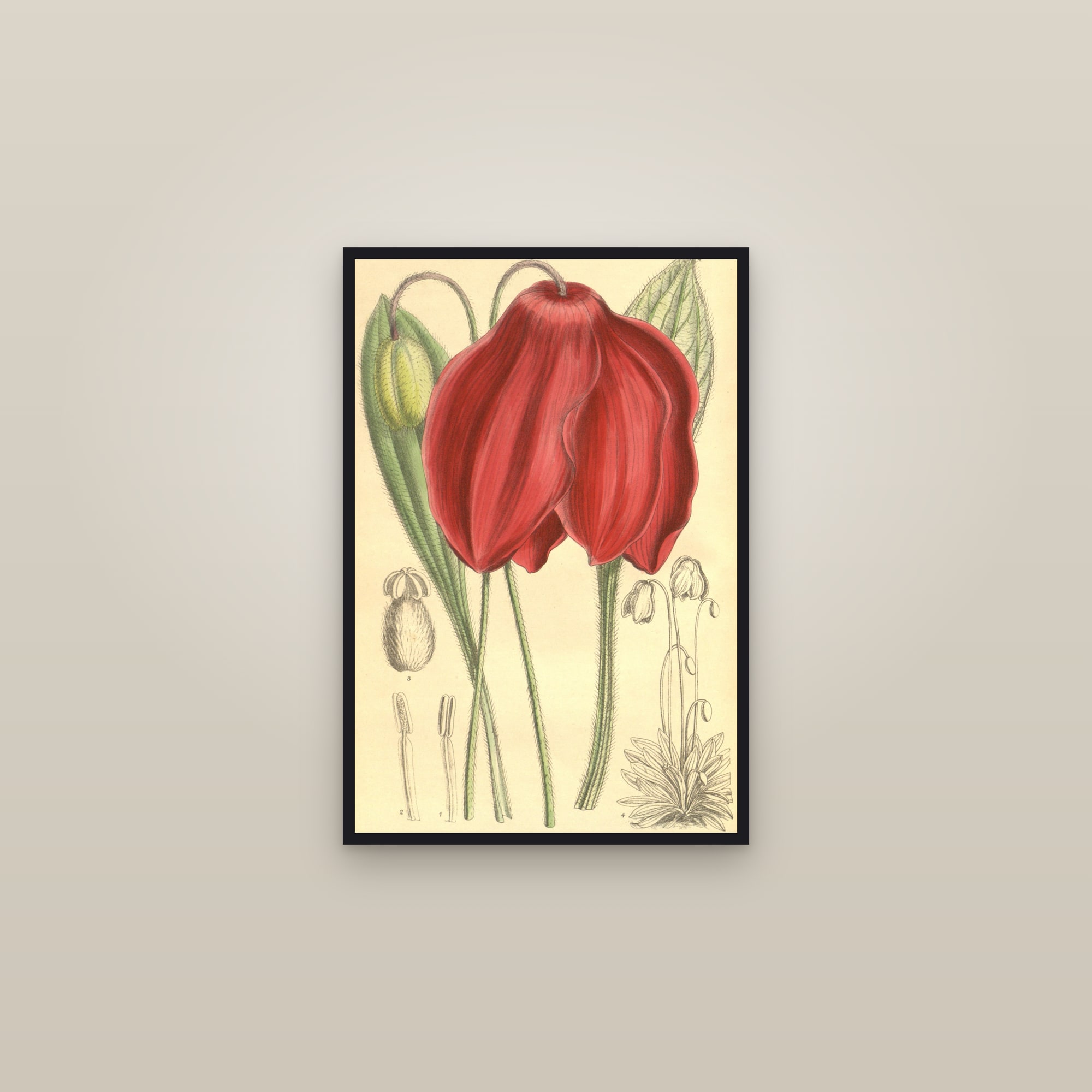 Red Himalayan Poppy — framed in a gallery setting