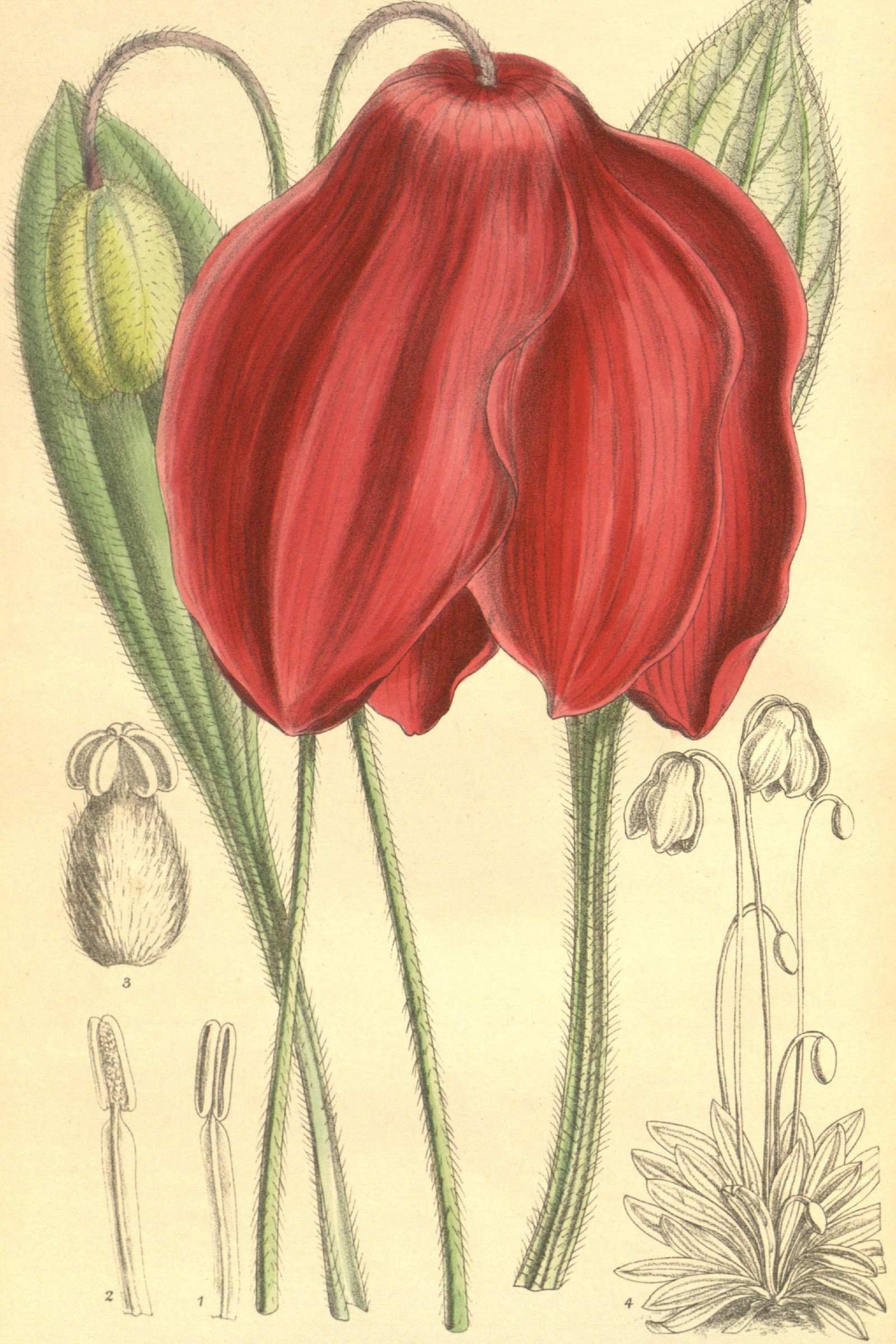 Red Himalayan Poppy