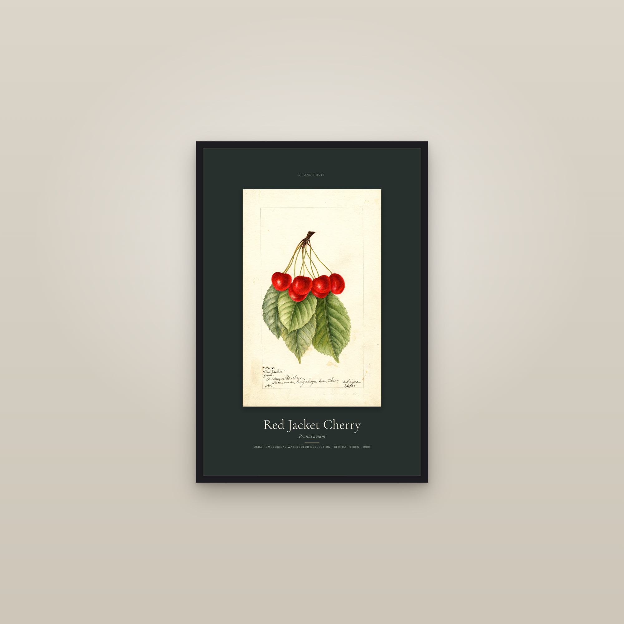 Red Jacket Cherry — Specimen — framed in a gallery setting