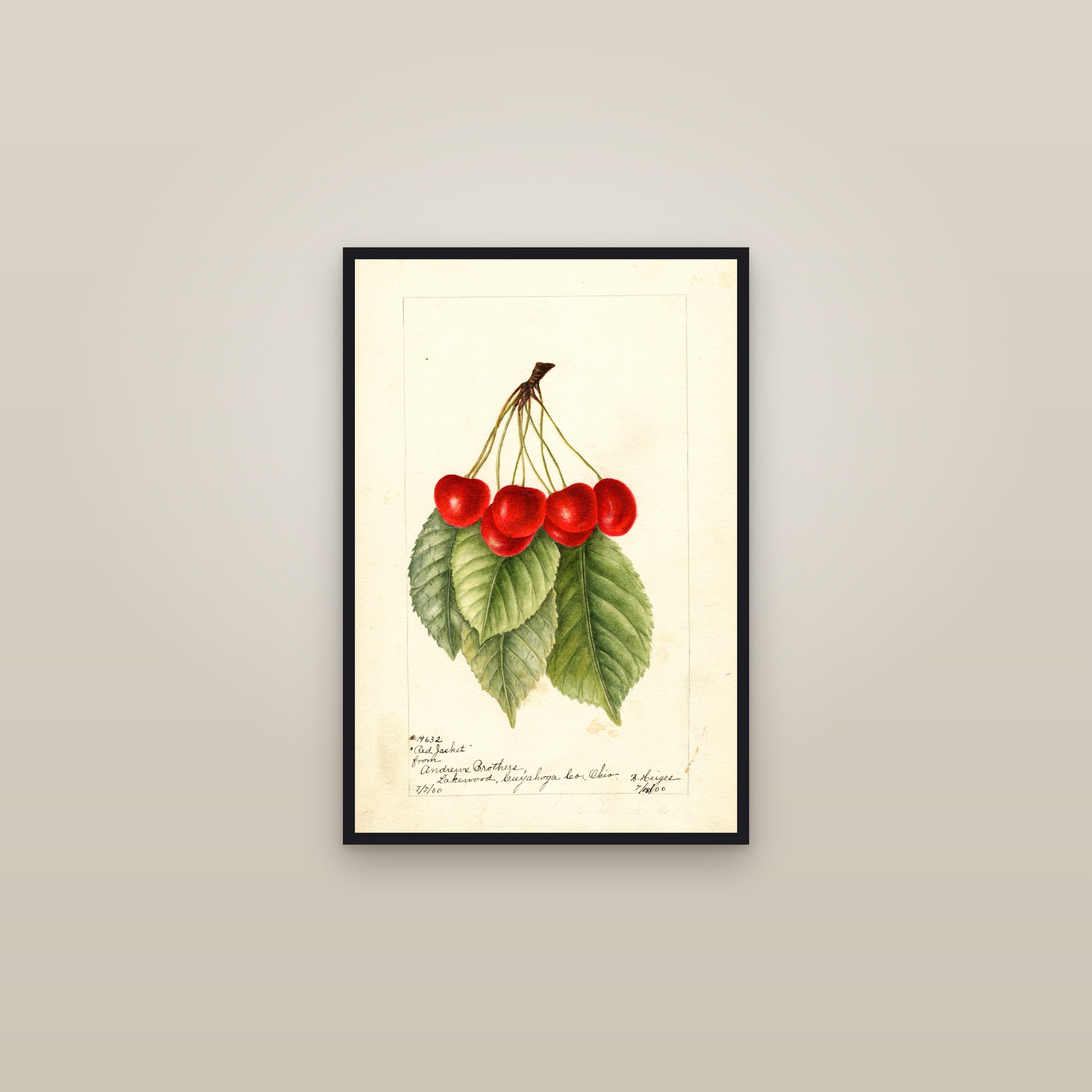 Red Jacket Cherry — framed in a gallery setting
