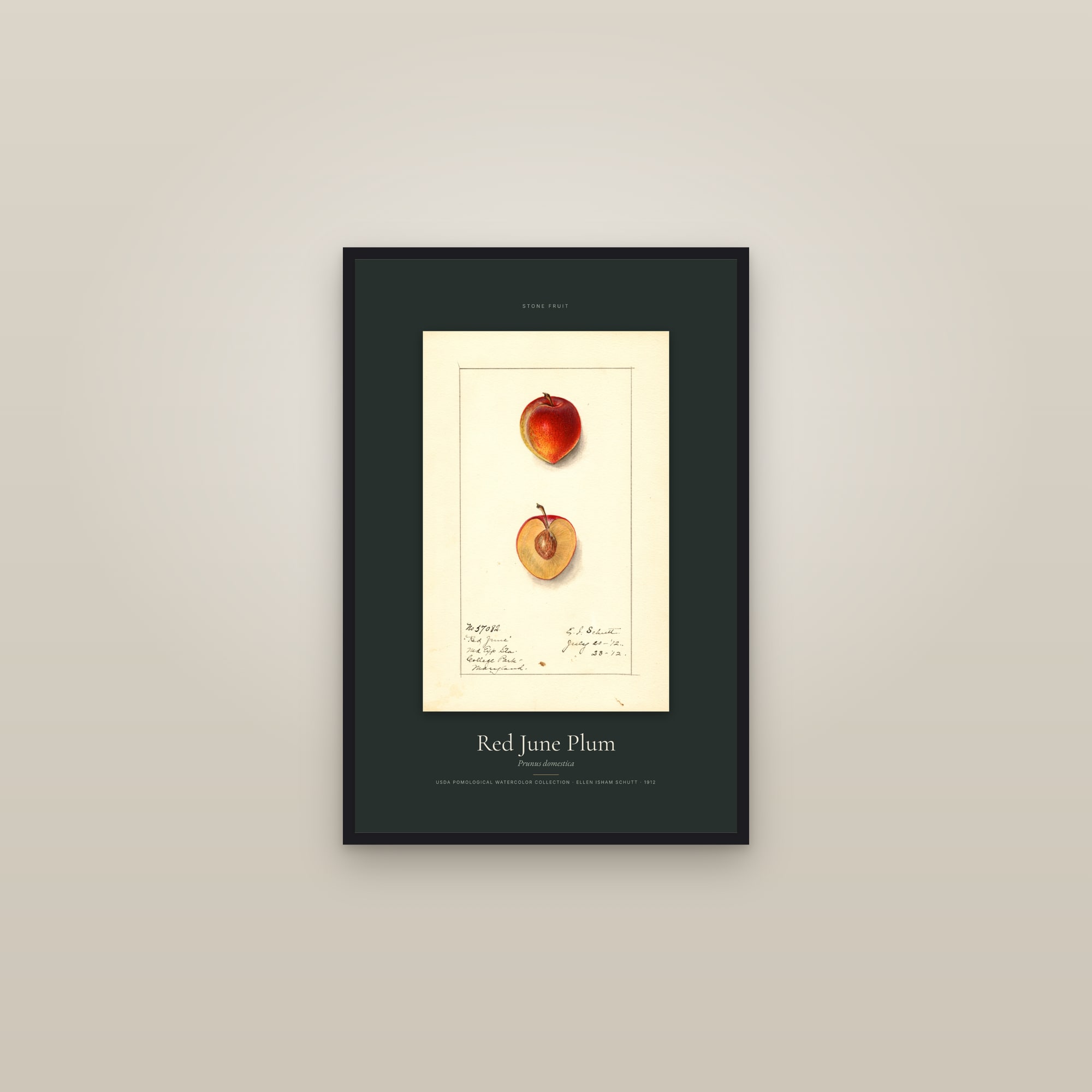 Red June Plum — Specimen — framed in a gallery setting