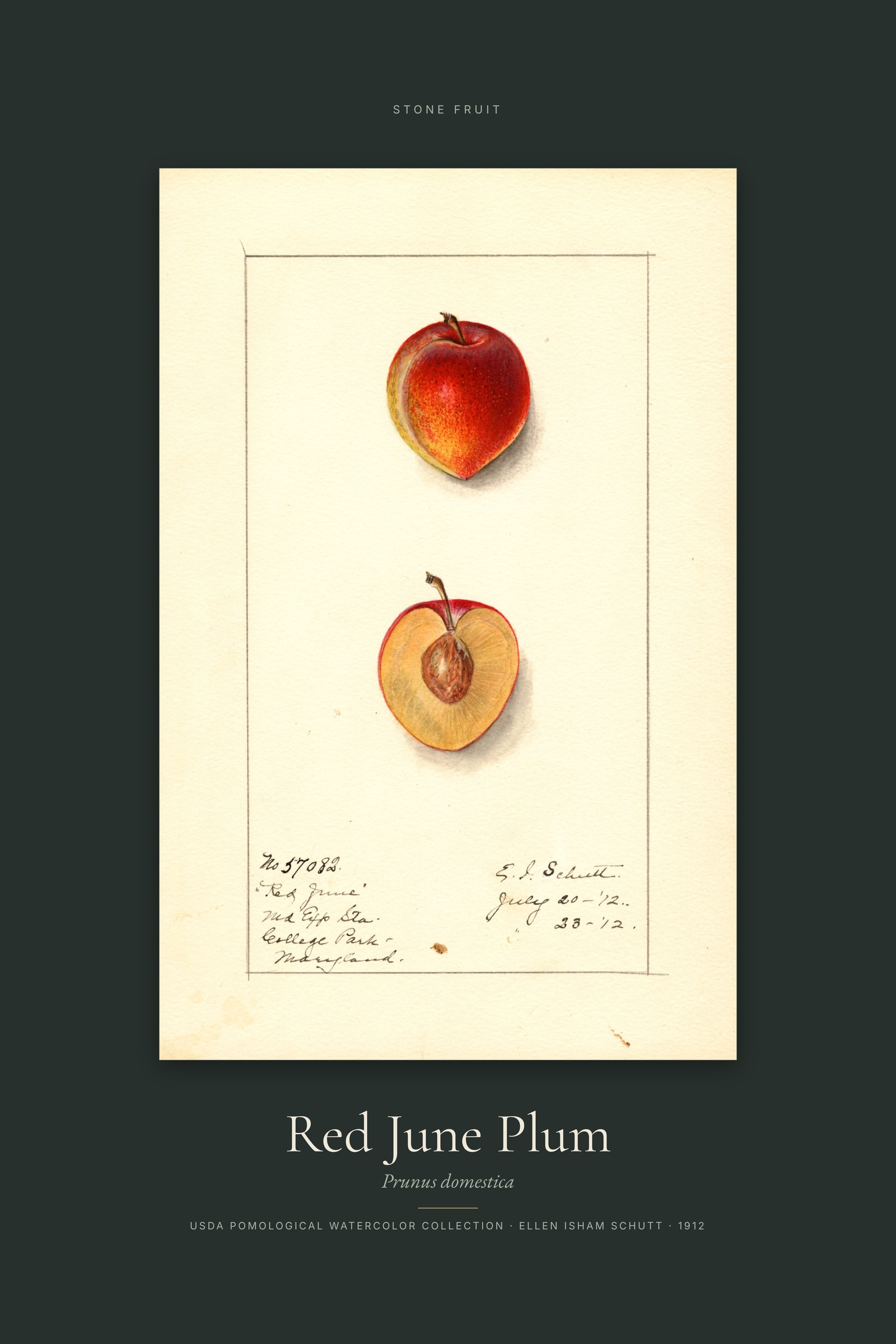 Red June Plum — Specimen
