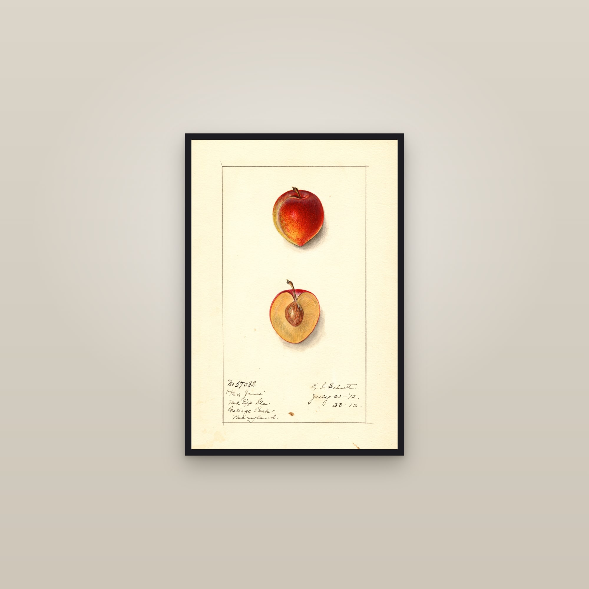 Red June Plum — framed in a gallery setting