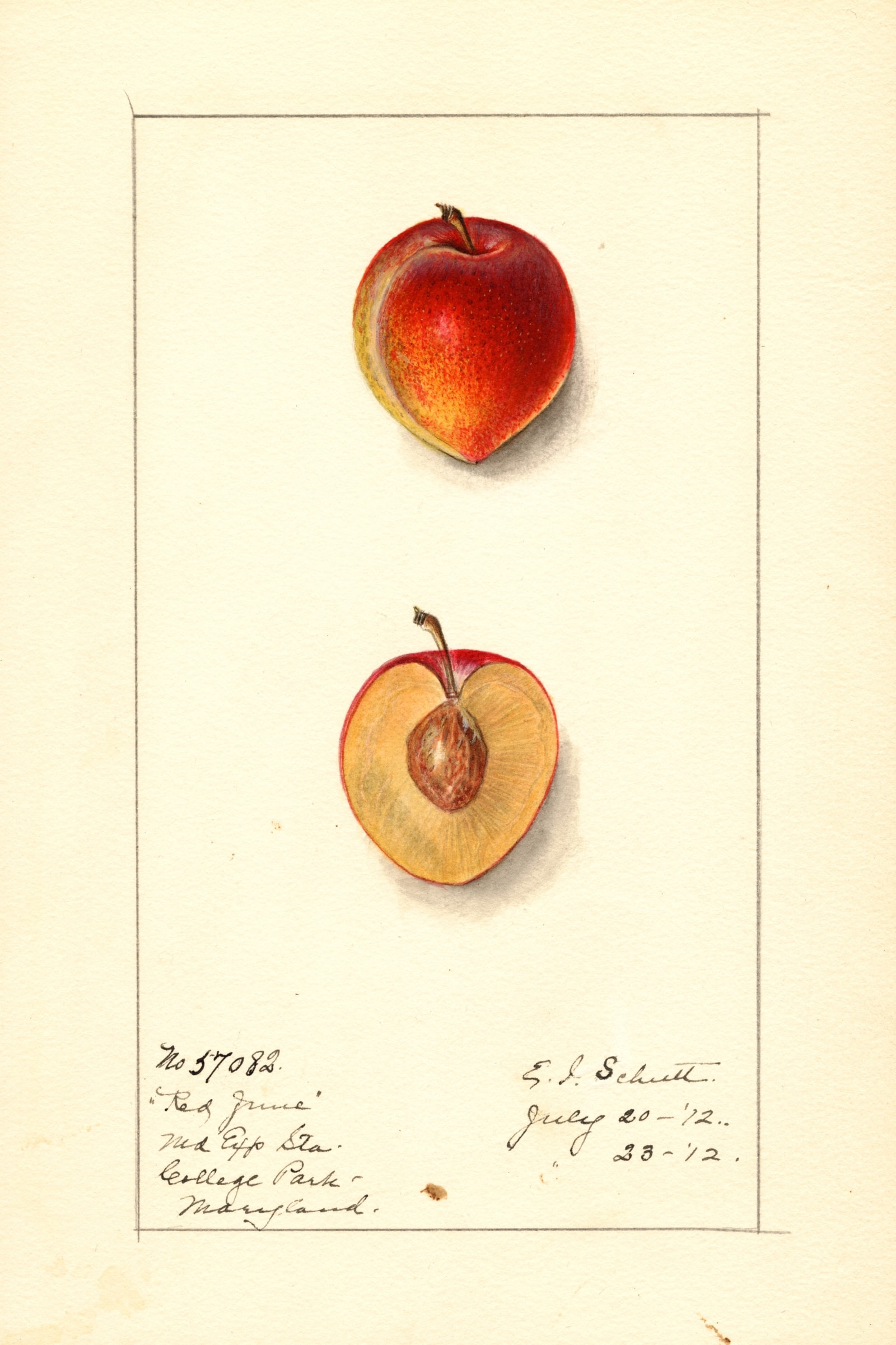 Red June Plum