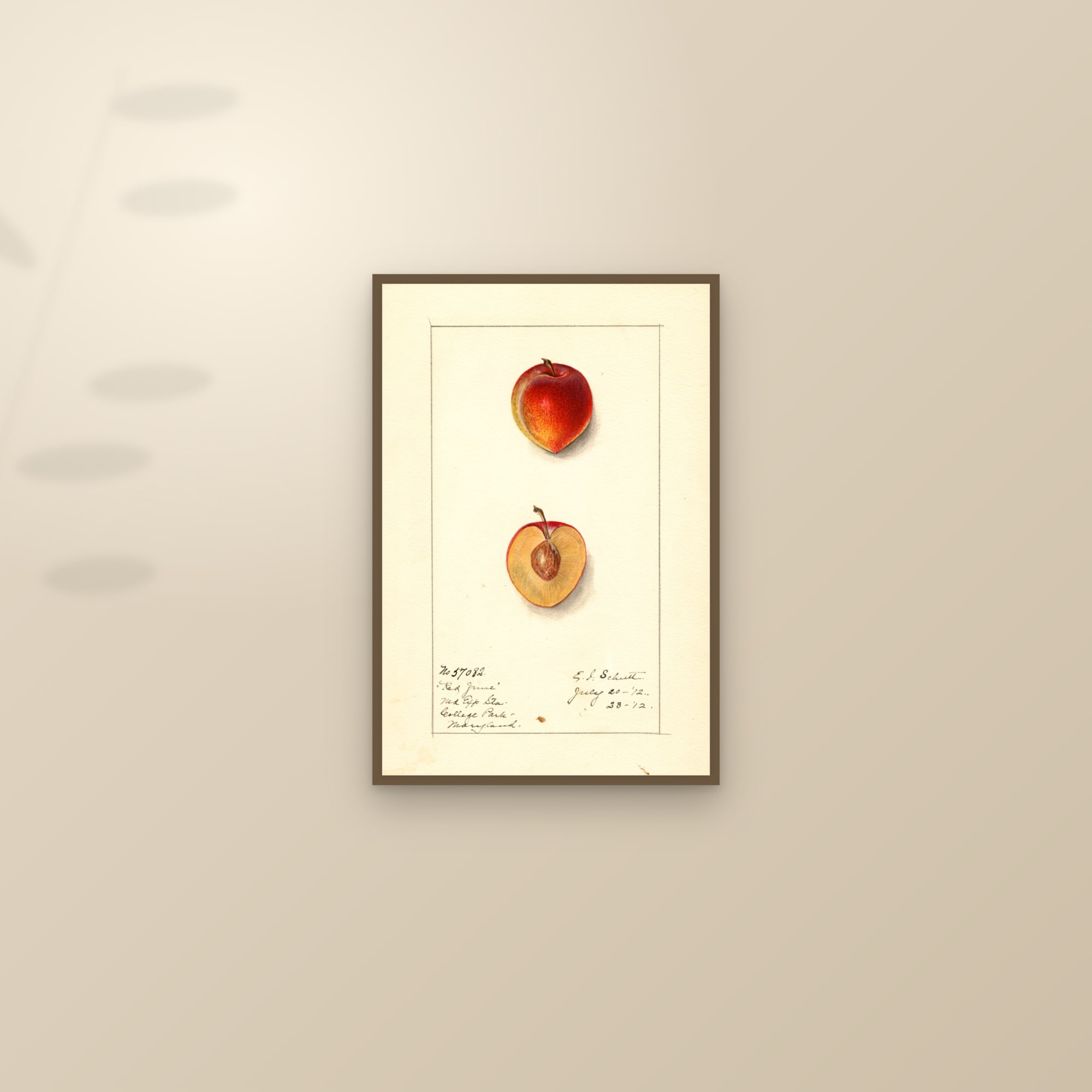 Red June Plum — framed and styled on a sunlit wall