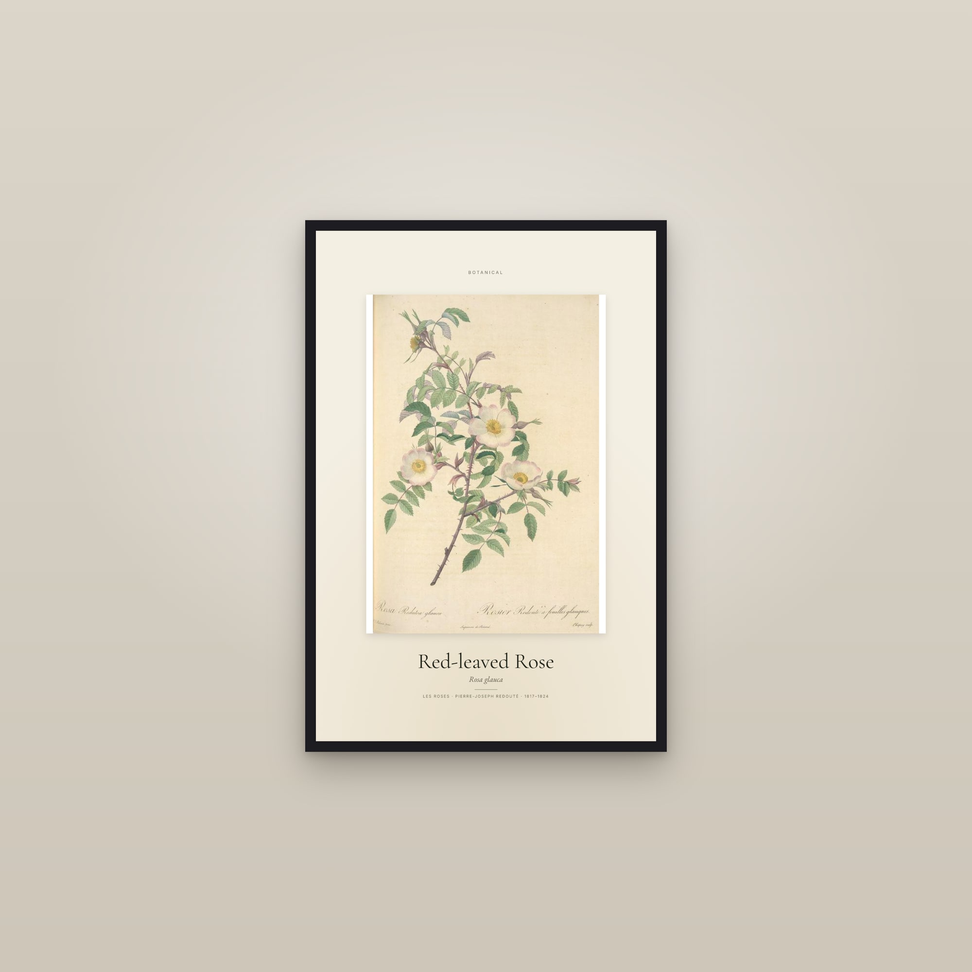 Red-leaved Rose — Specimen — framed in a gallery setting