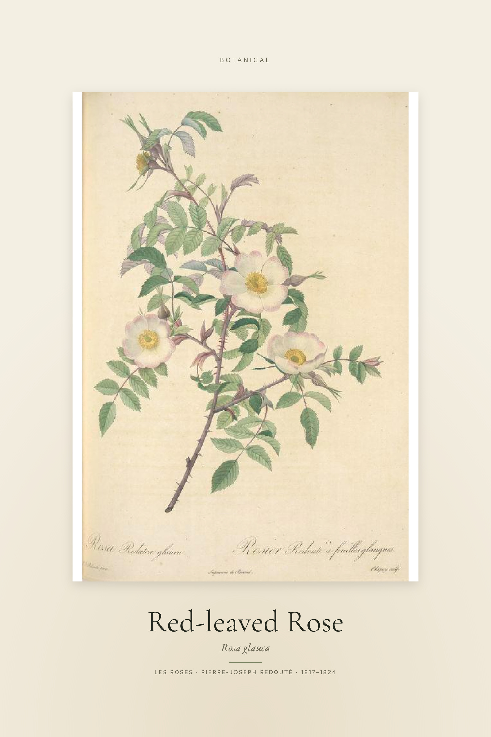 Red-leaved Rose — Specimen