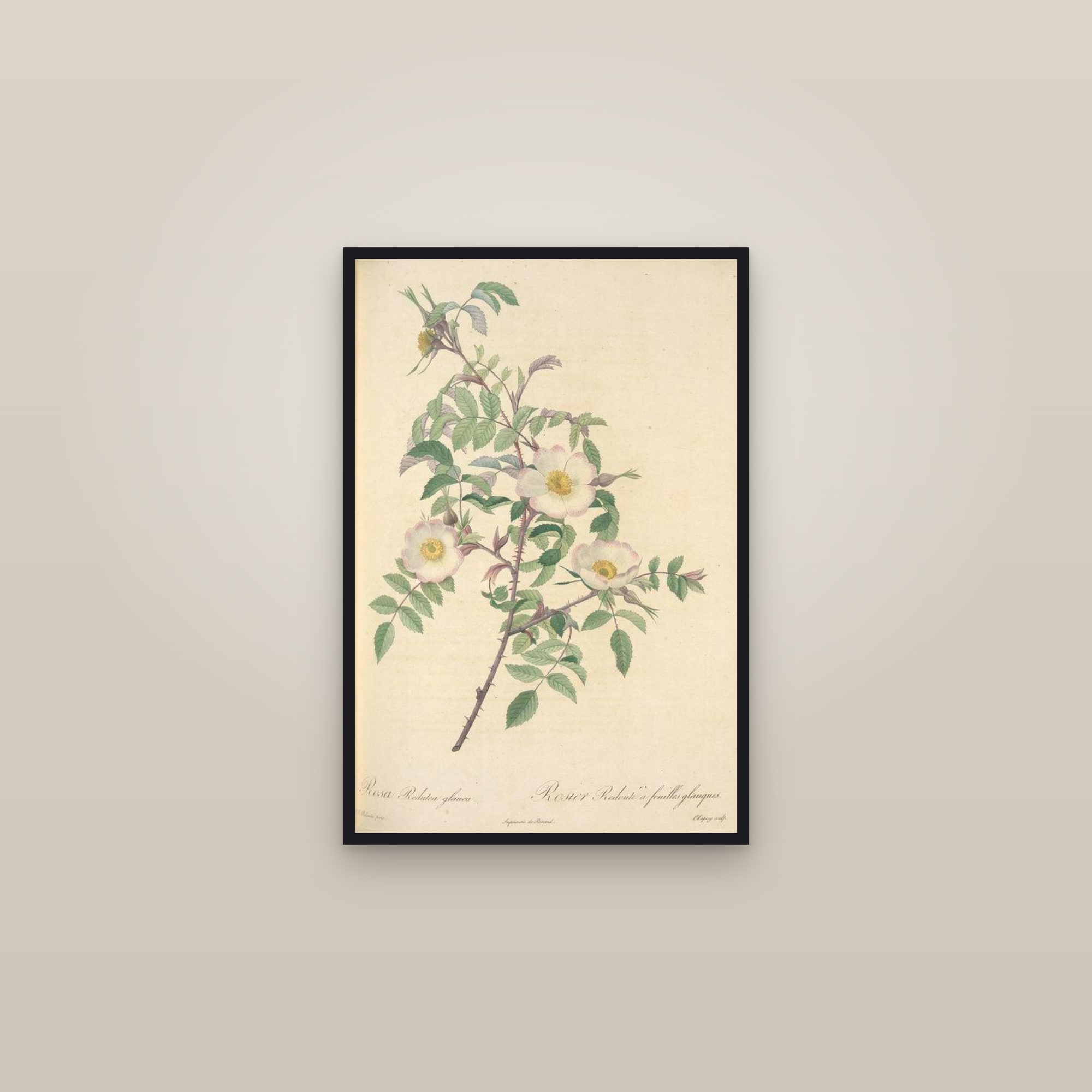 Red-leaved Rose — framed in a gallery setting