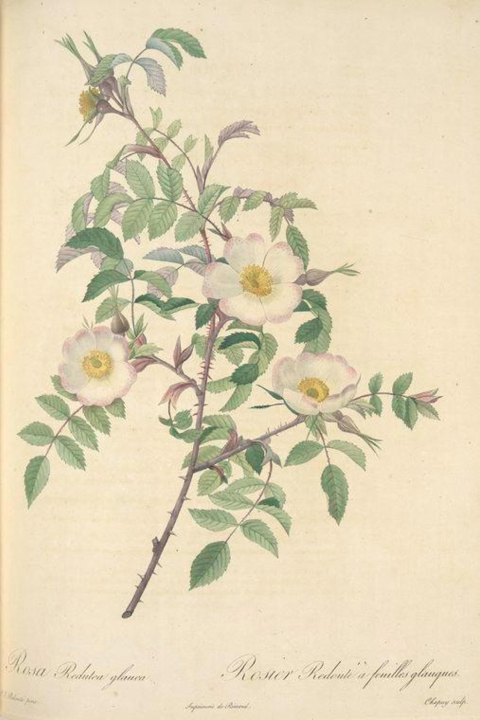 Red-leaved Rose