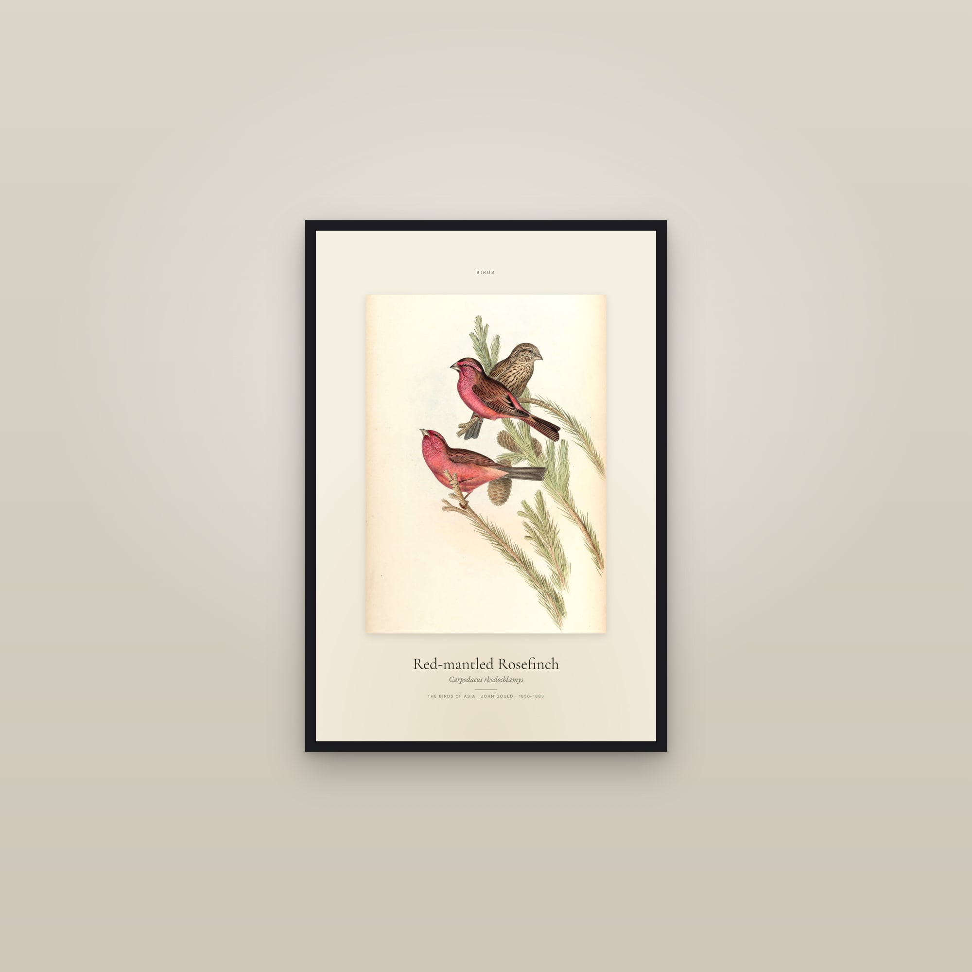 Red-mantled Rosefinch — Specimen — framed in a gallery setting