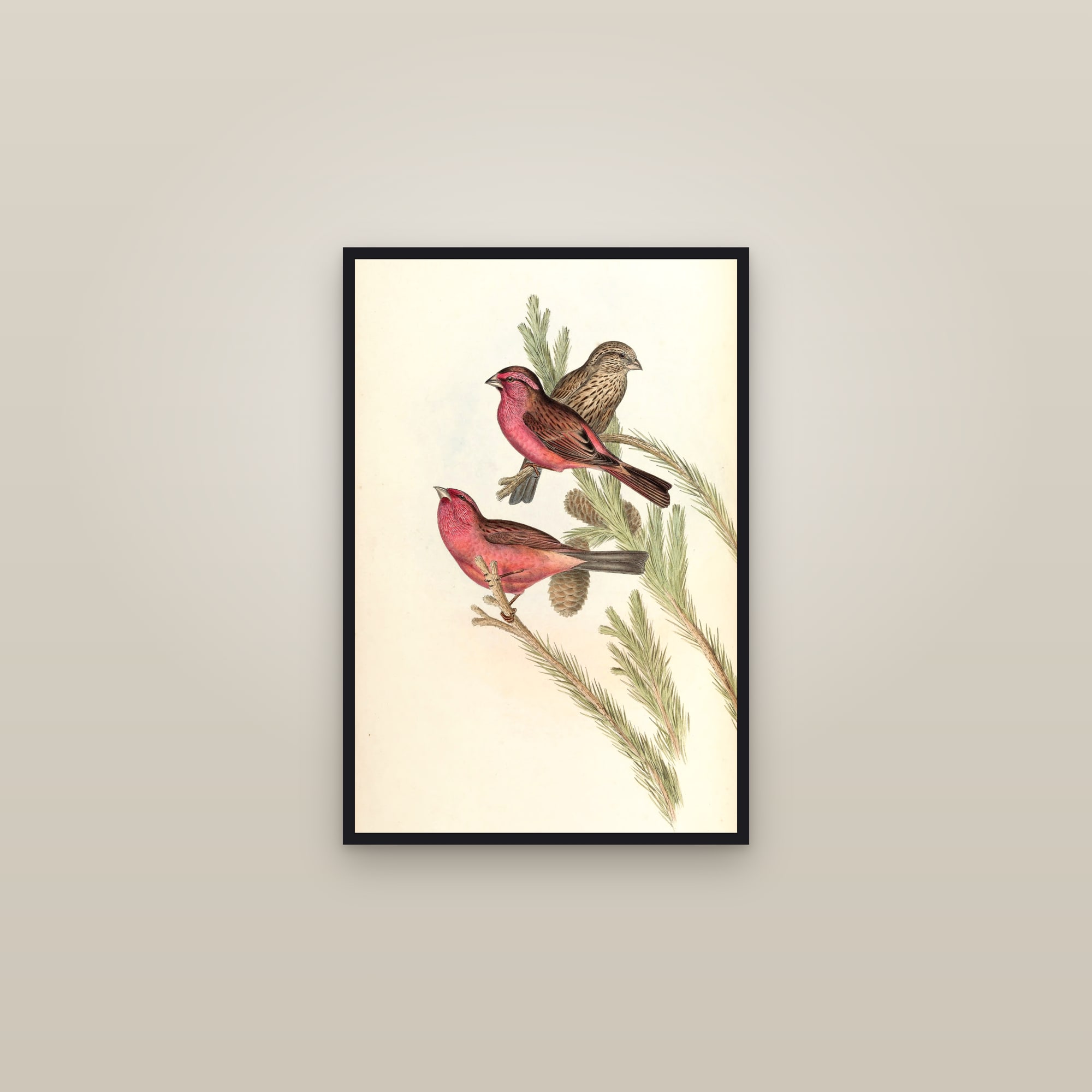 Red-mantled Rosefinch — framed in a gallery setting
