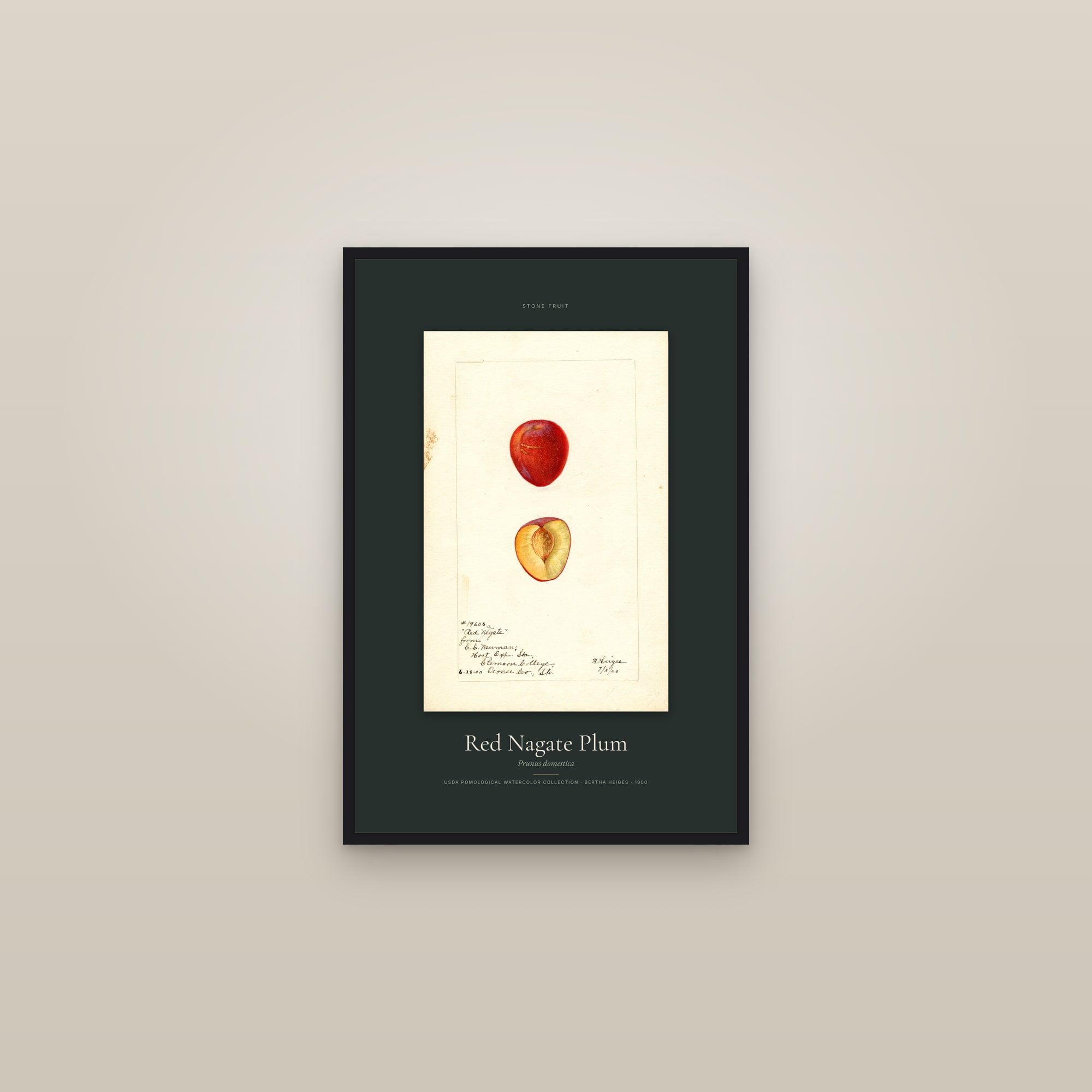 Red Nagate Plum — Specimen — framed in a gallery setting