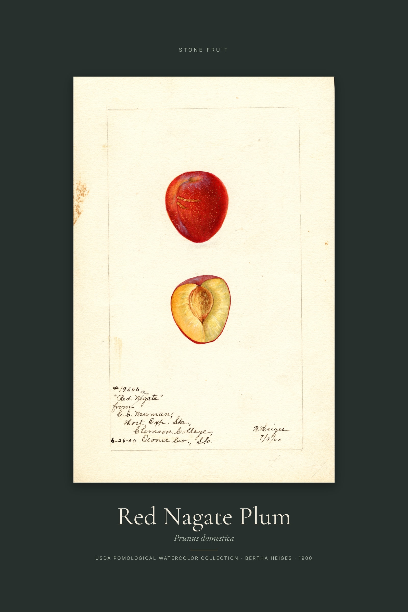 Red Nagate Plum — Specimen