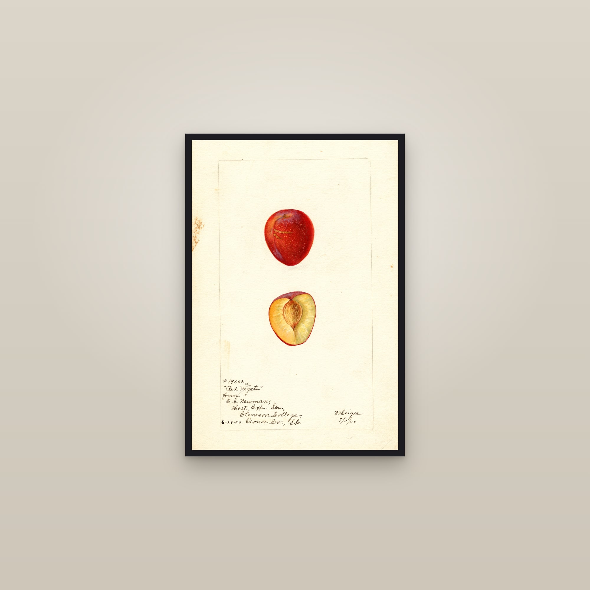 Red Nagate Plum — framed in a gallery setting