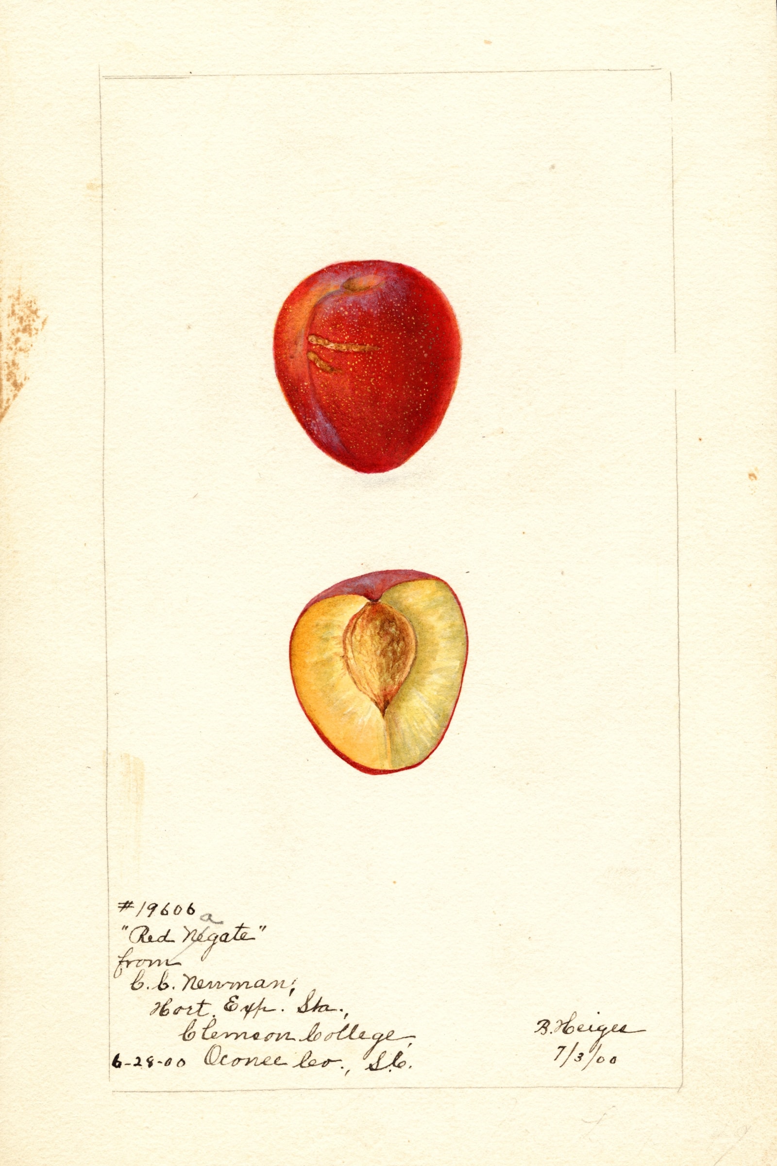 Red Nagate Plum