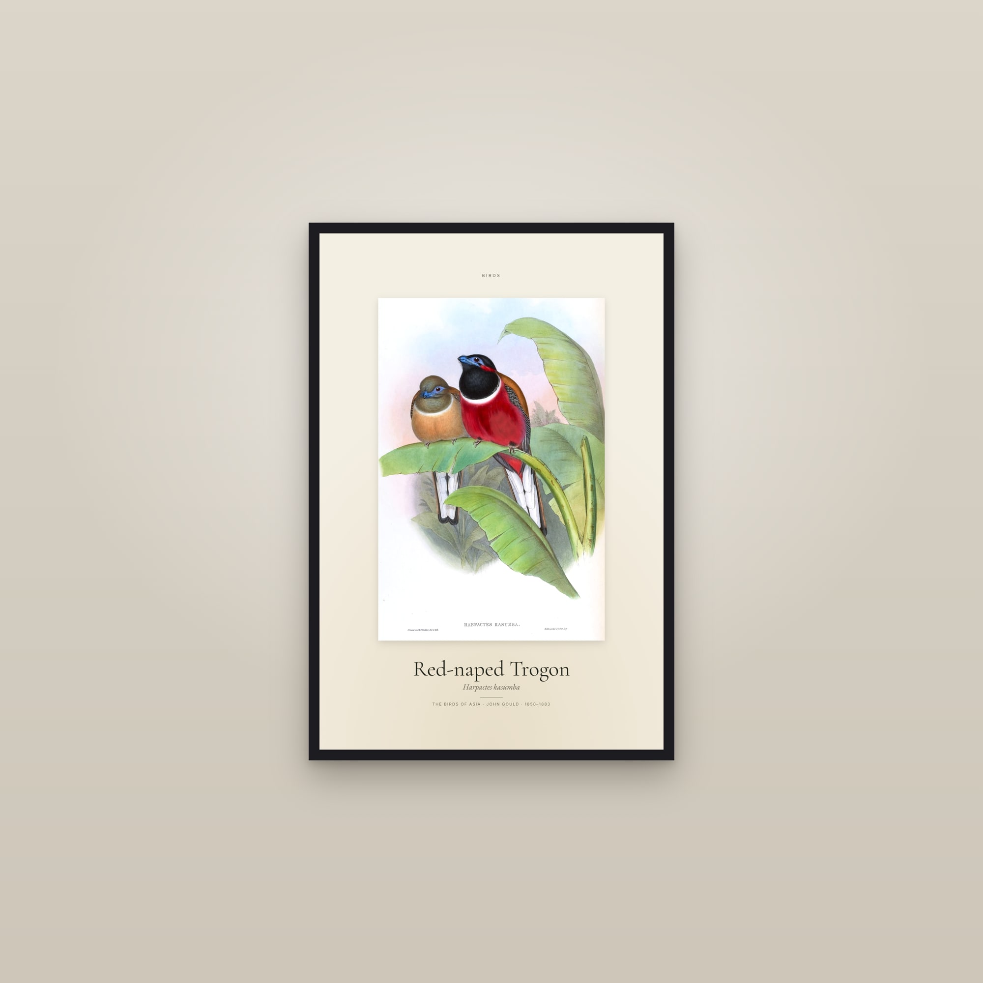 Red-naped Trogon — Specimen — framed in a gallery setting