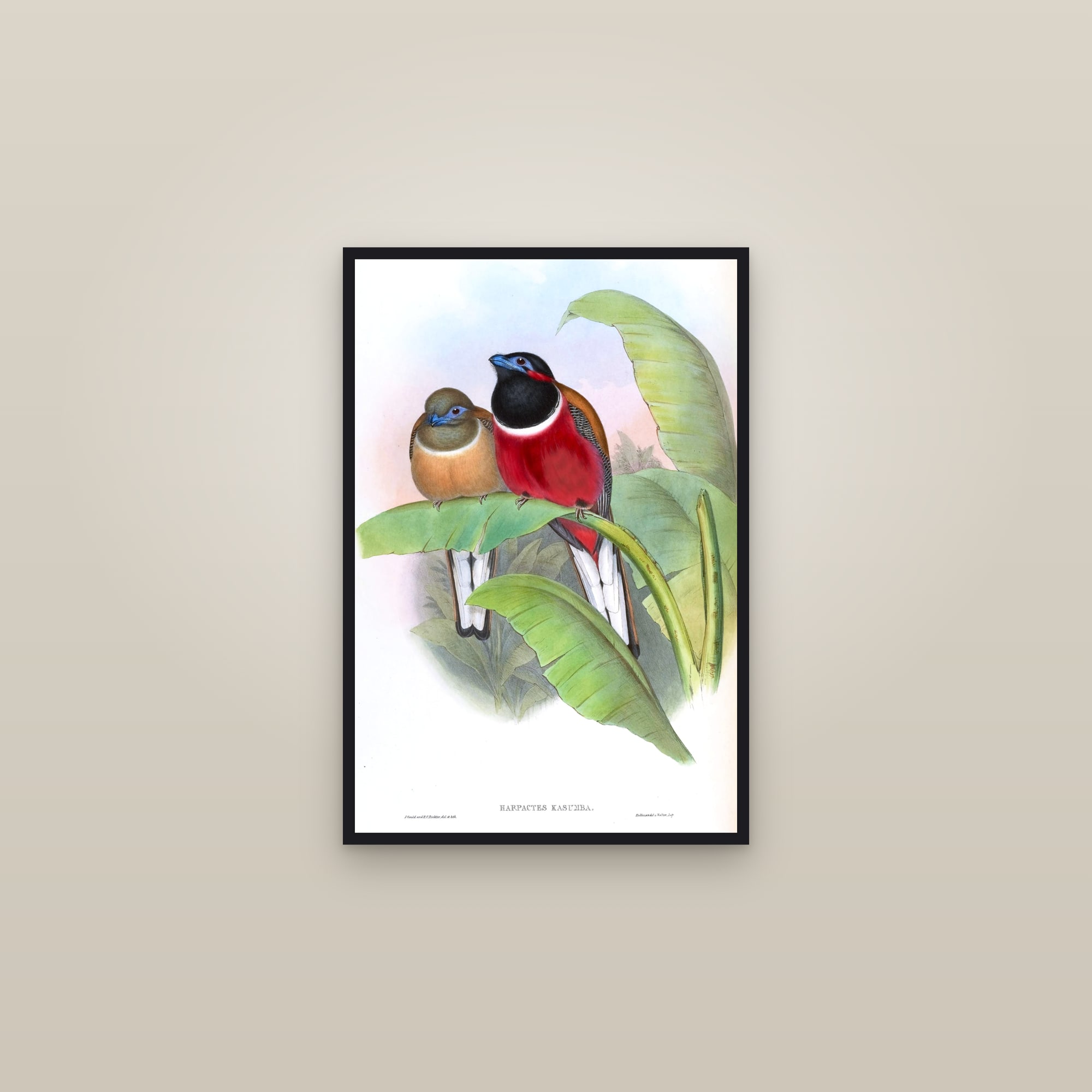 Red-naped Trogon — framed in a gallery setting