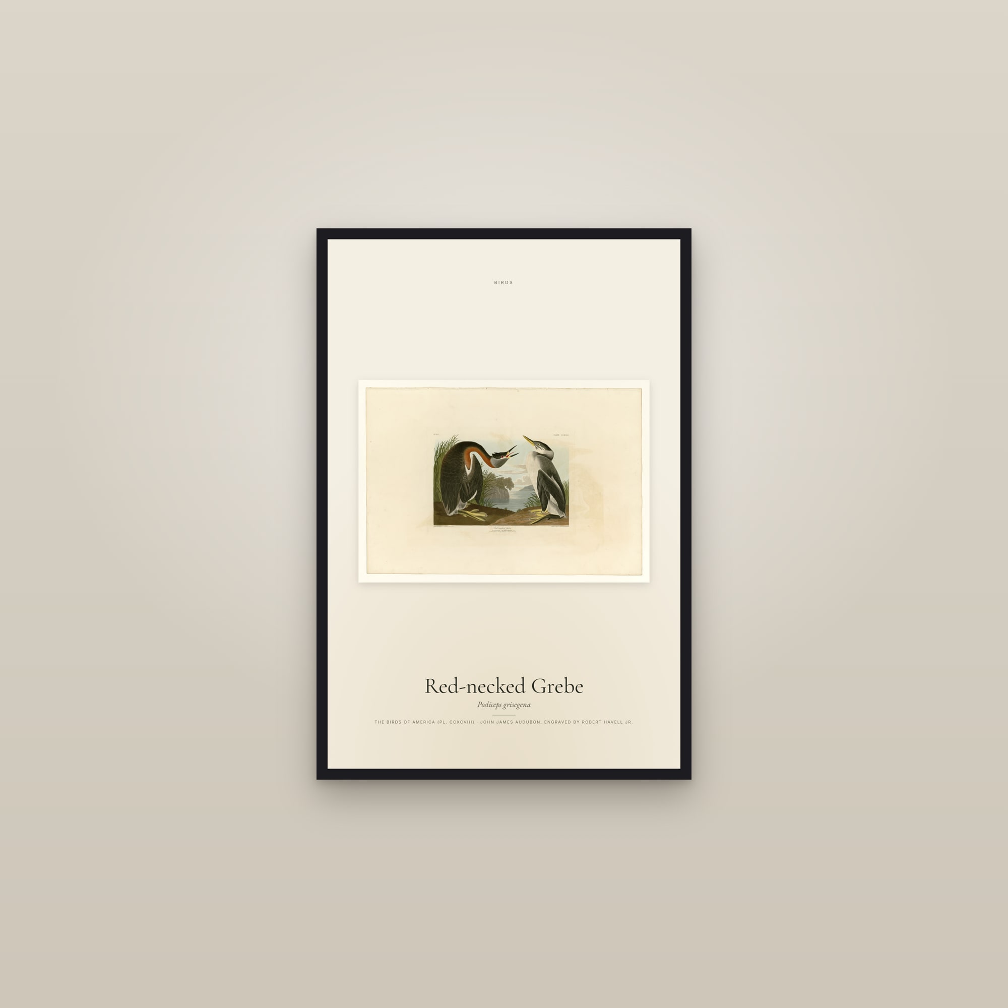 Red-necked Grebe — framed in a gallery setting
