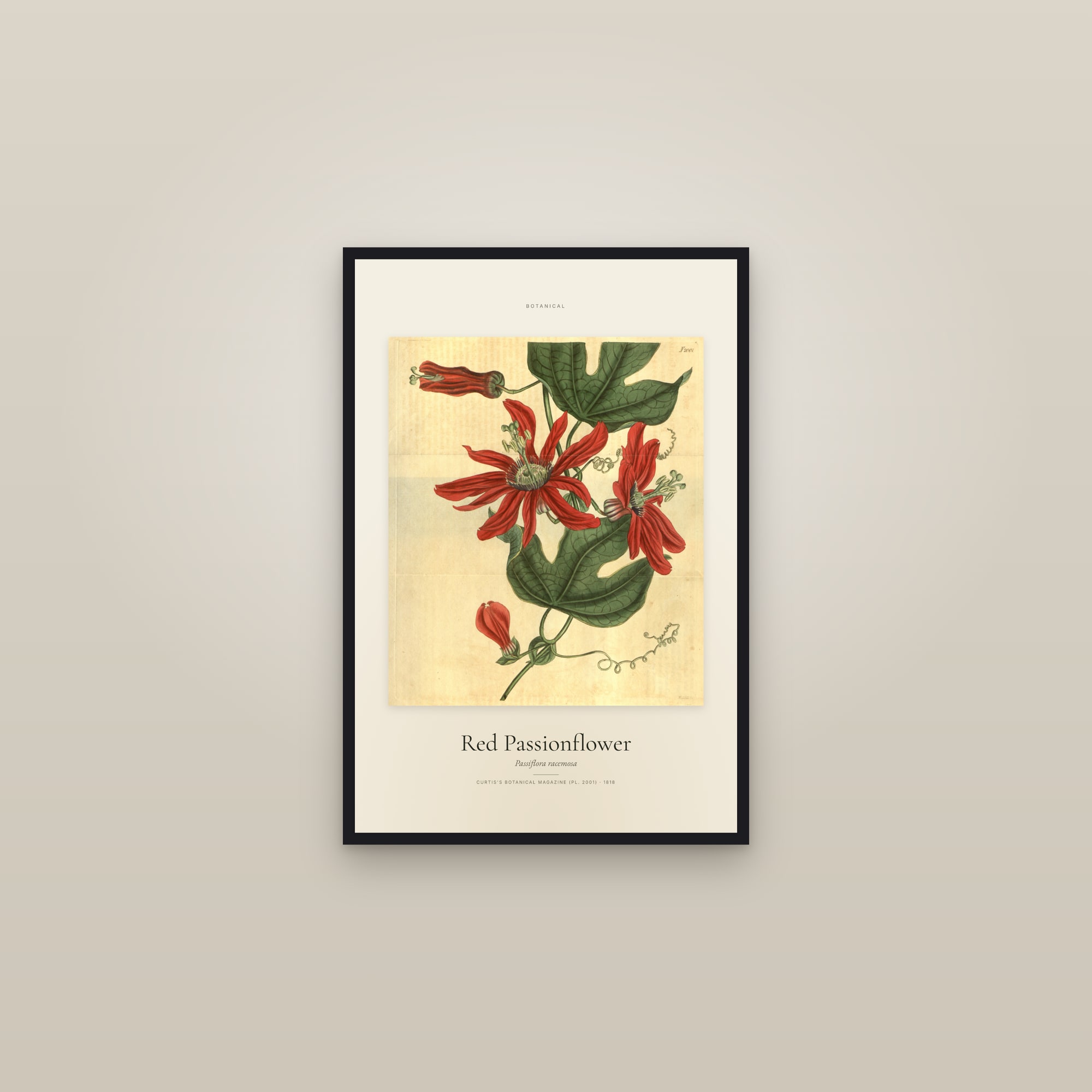 Red Passionflower — Specimen — framed in a gallery setting