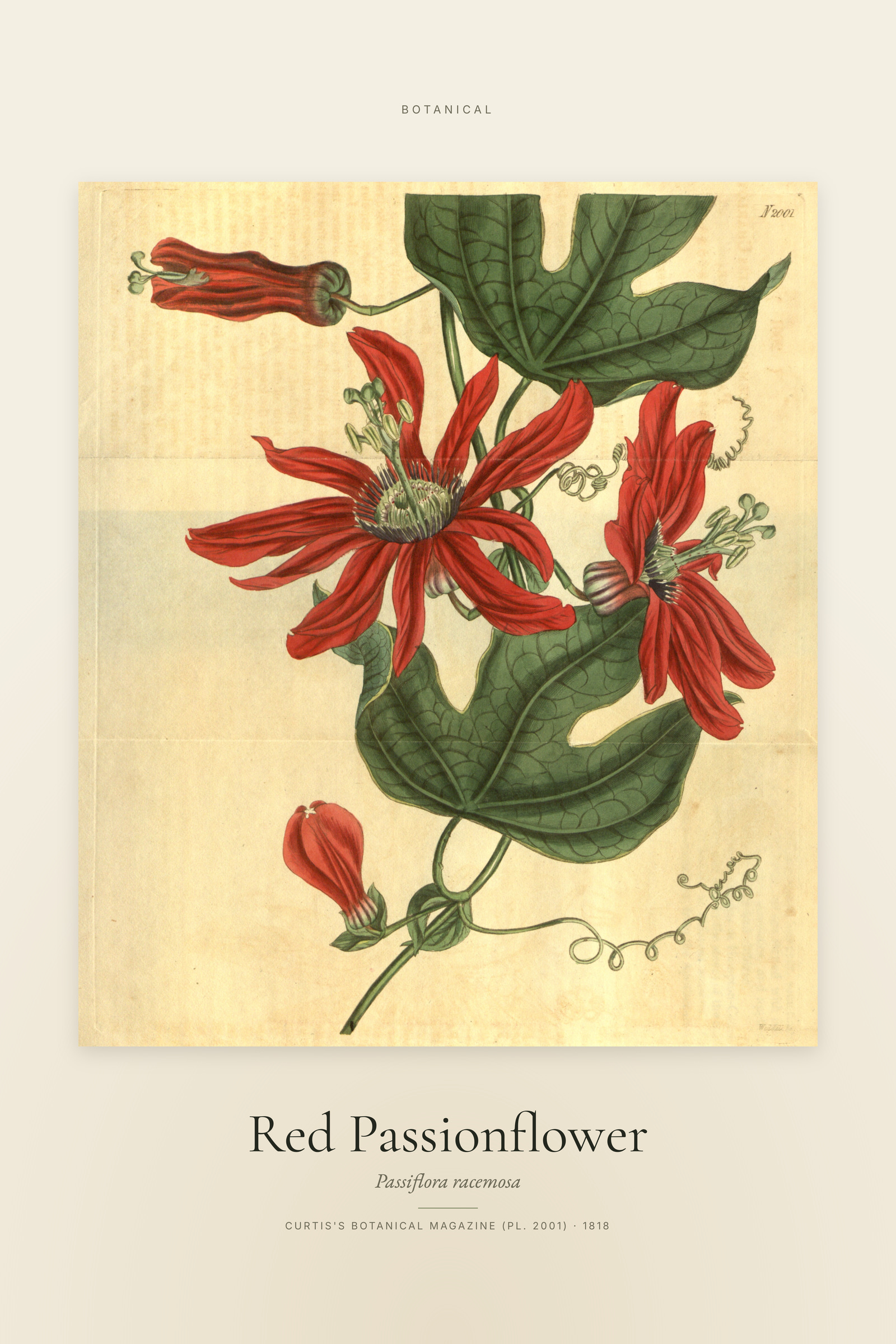 Red Passionflower — Specimen