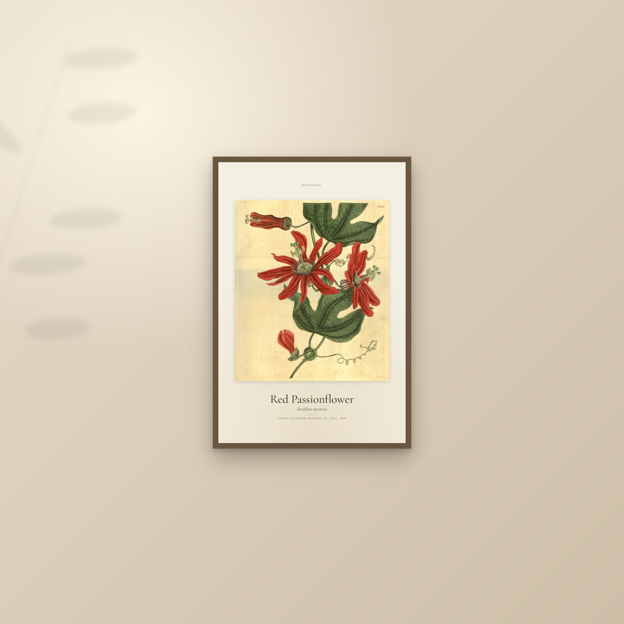 Red Passionflower — Specimen — framed and styled on a sunlit wall