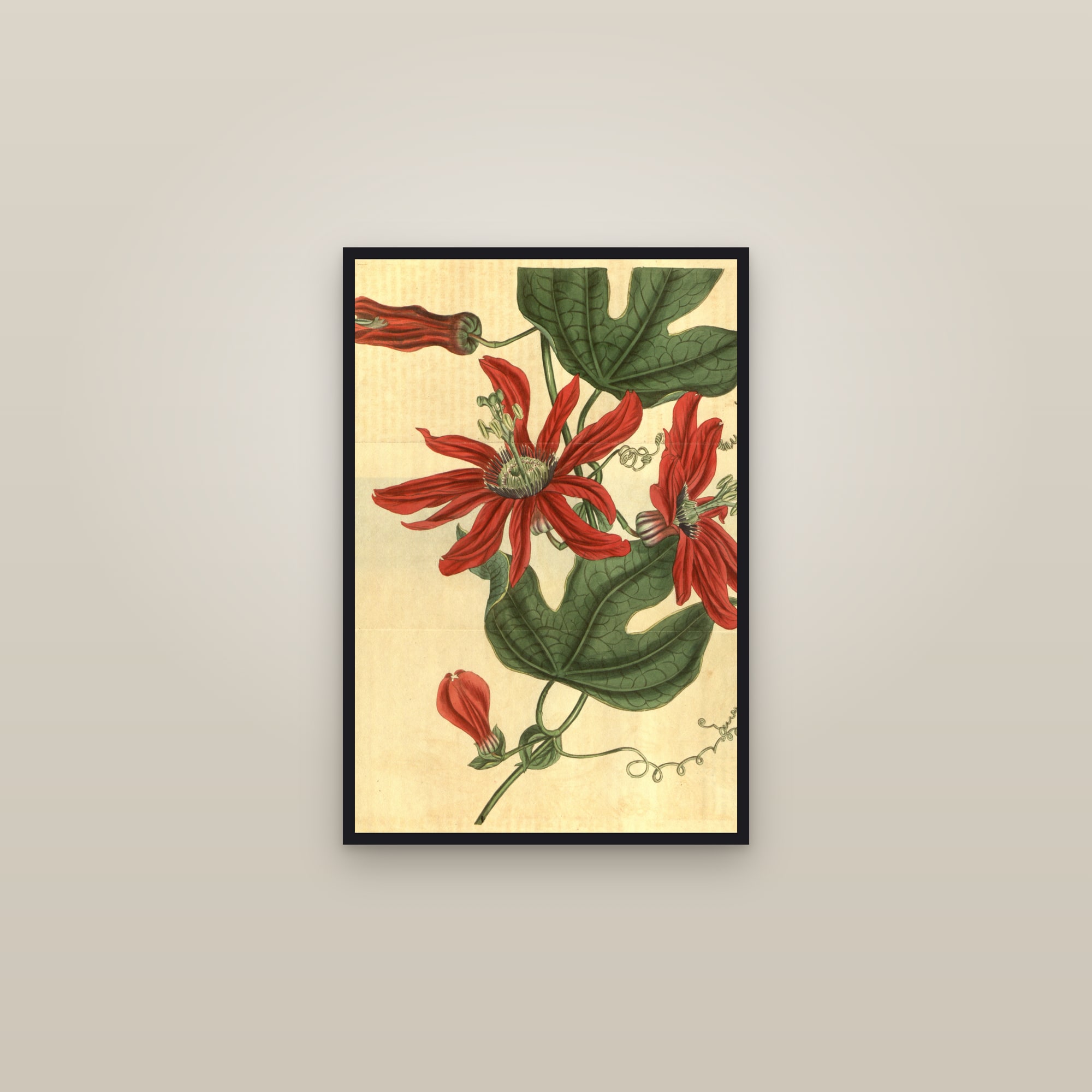 Red Passionflower — framed in a gallery setting