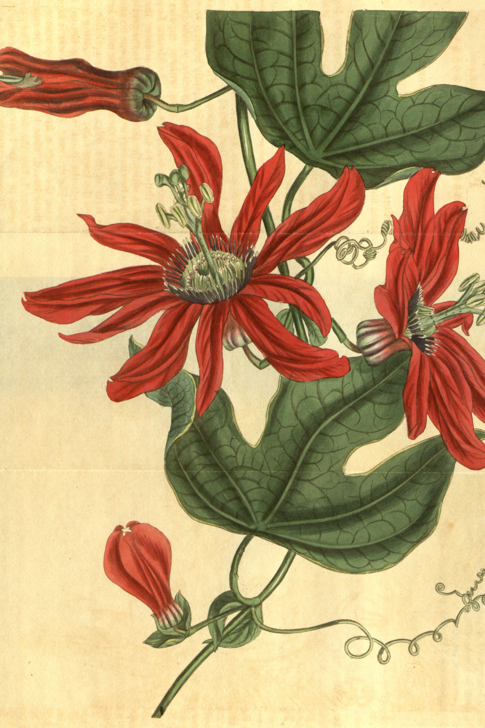 Red Passionflower
