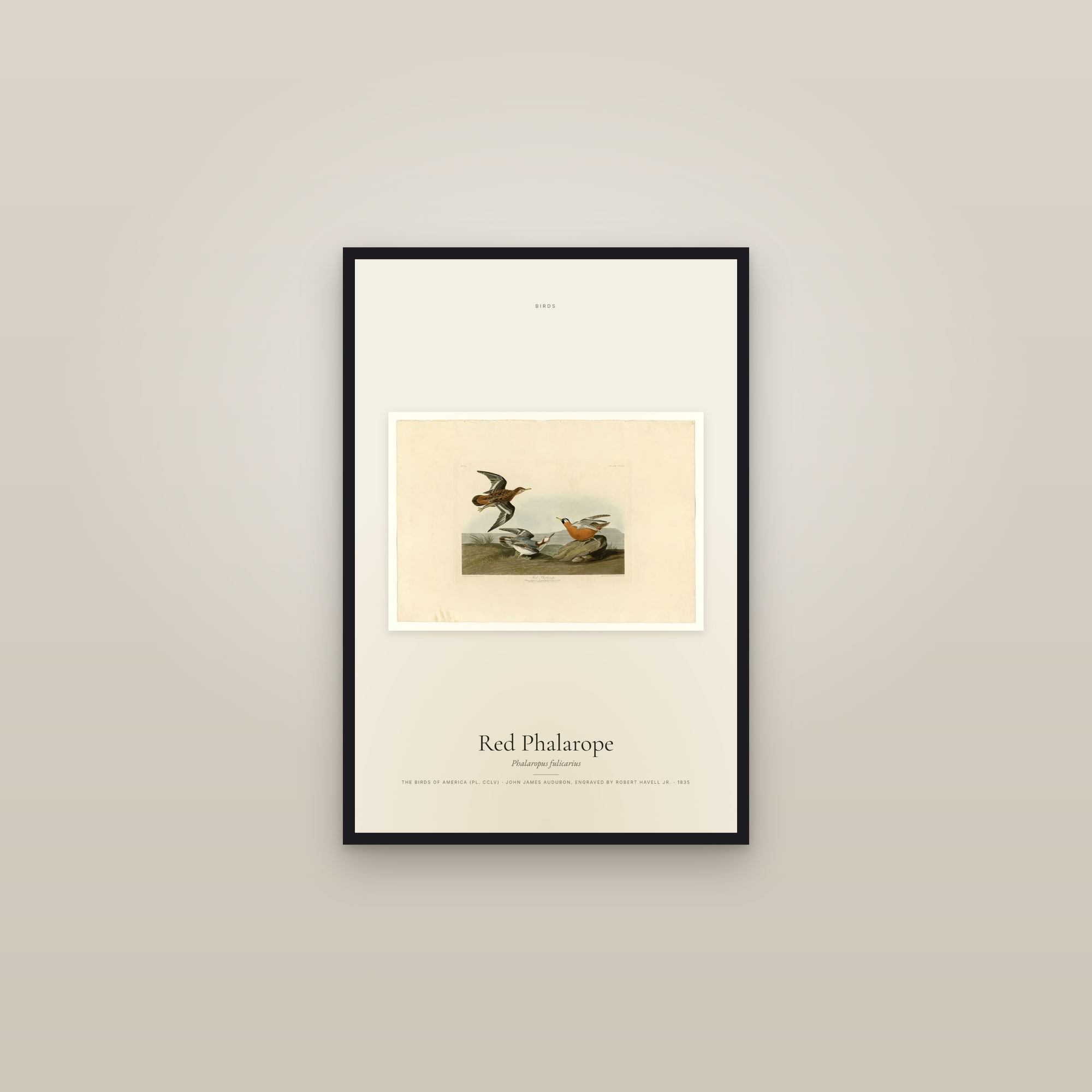 Red Phalarope — framed in a gallery setting