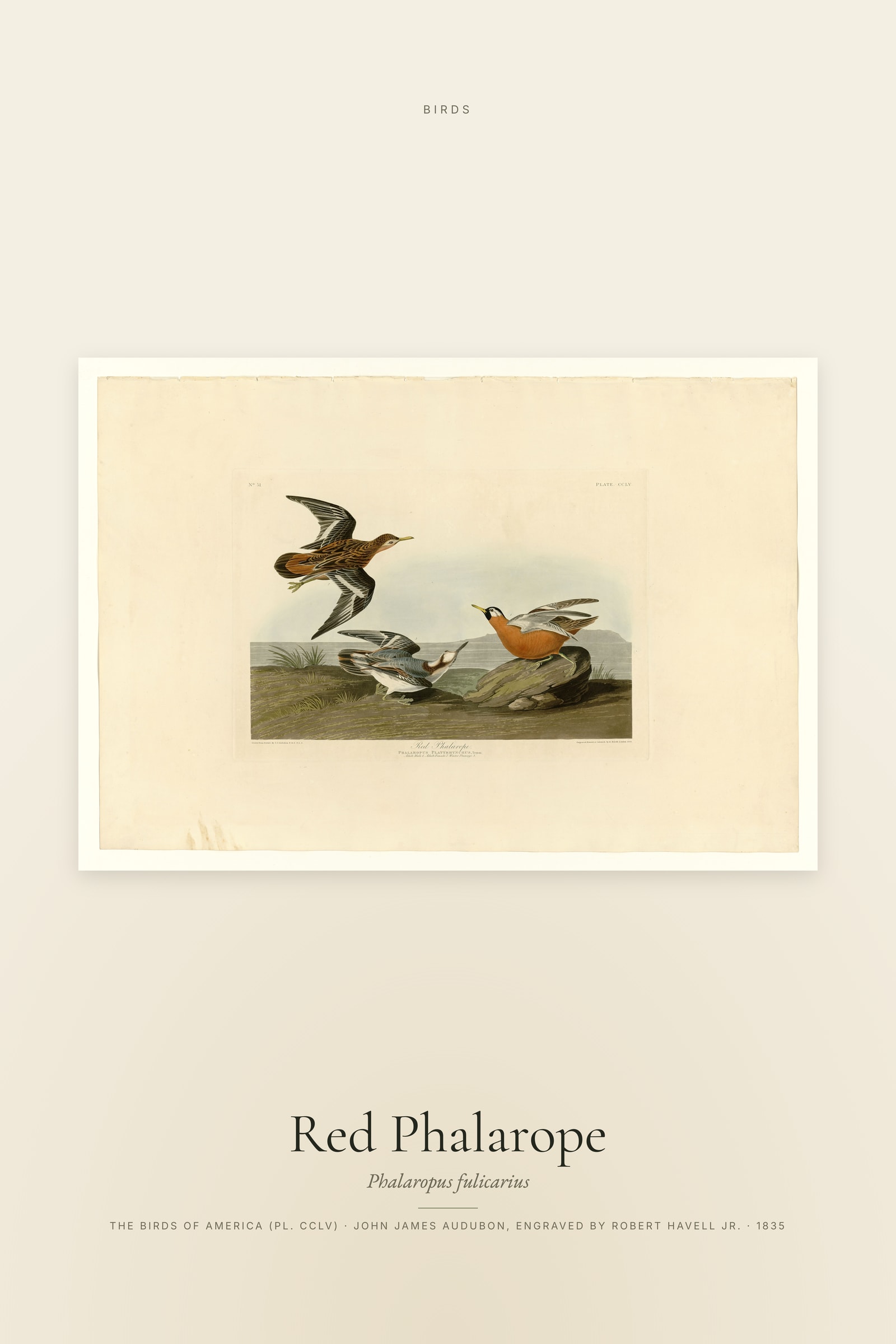 Red Phalarope