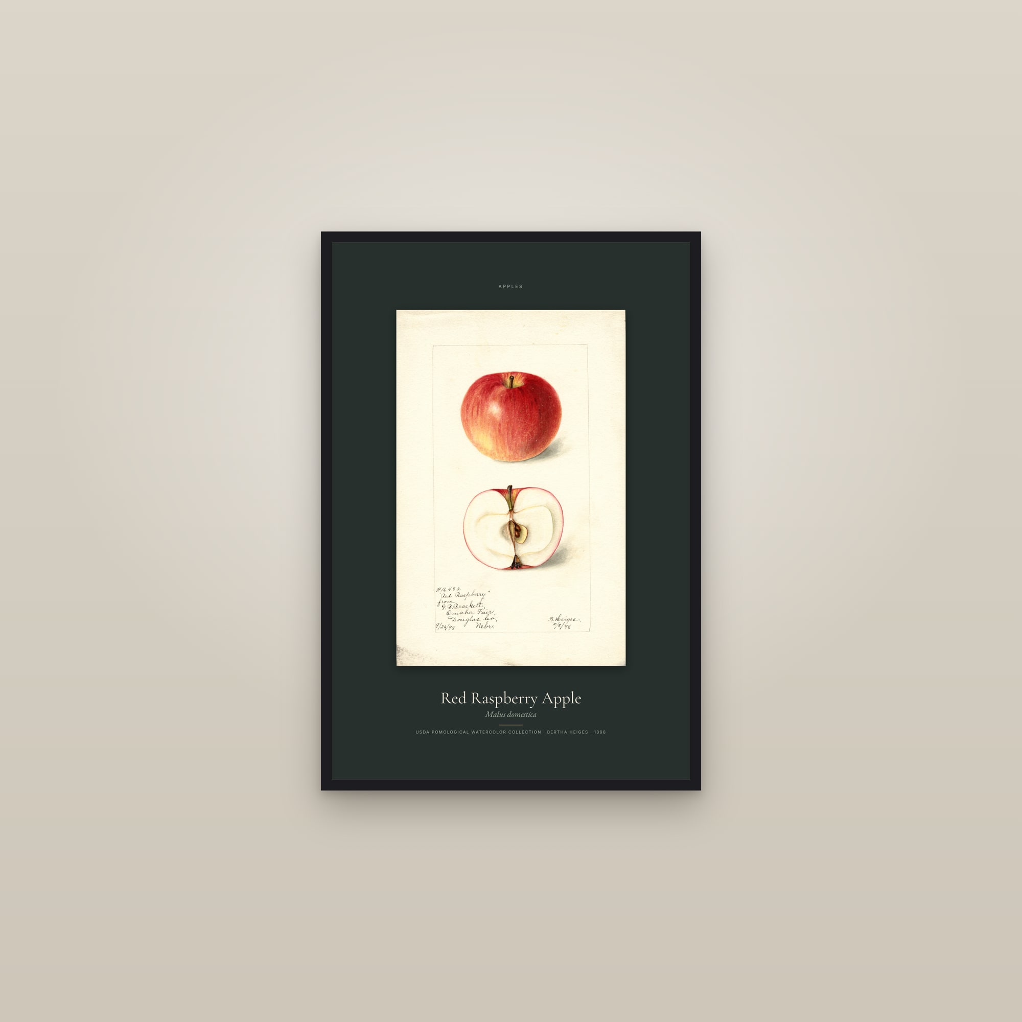 Red Raspberry Apple — Specimen — framed in a gallery setting