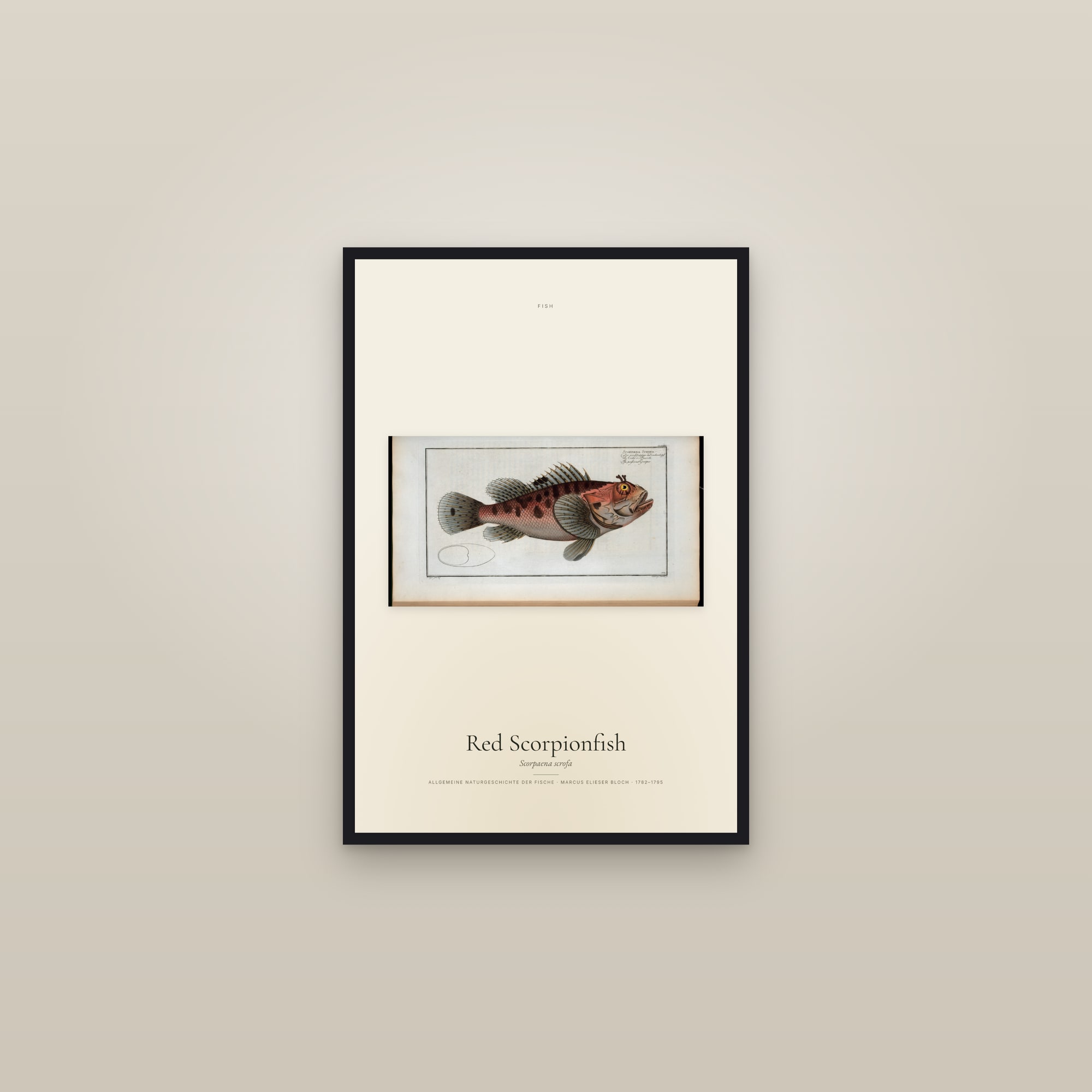 Red Scorpionfish