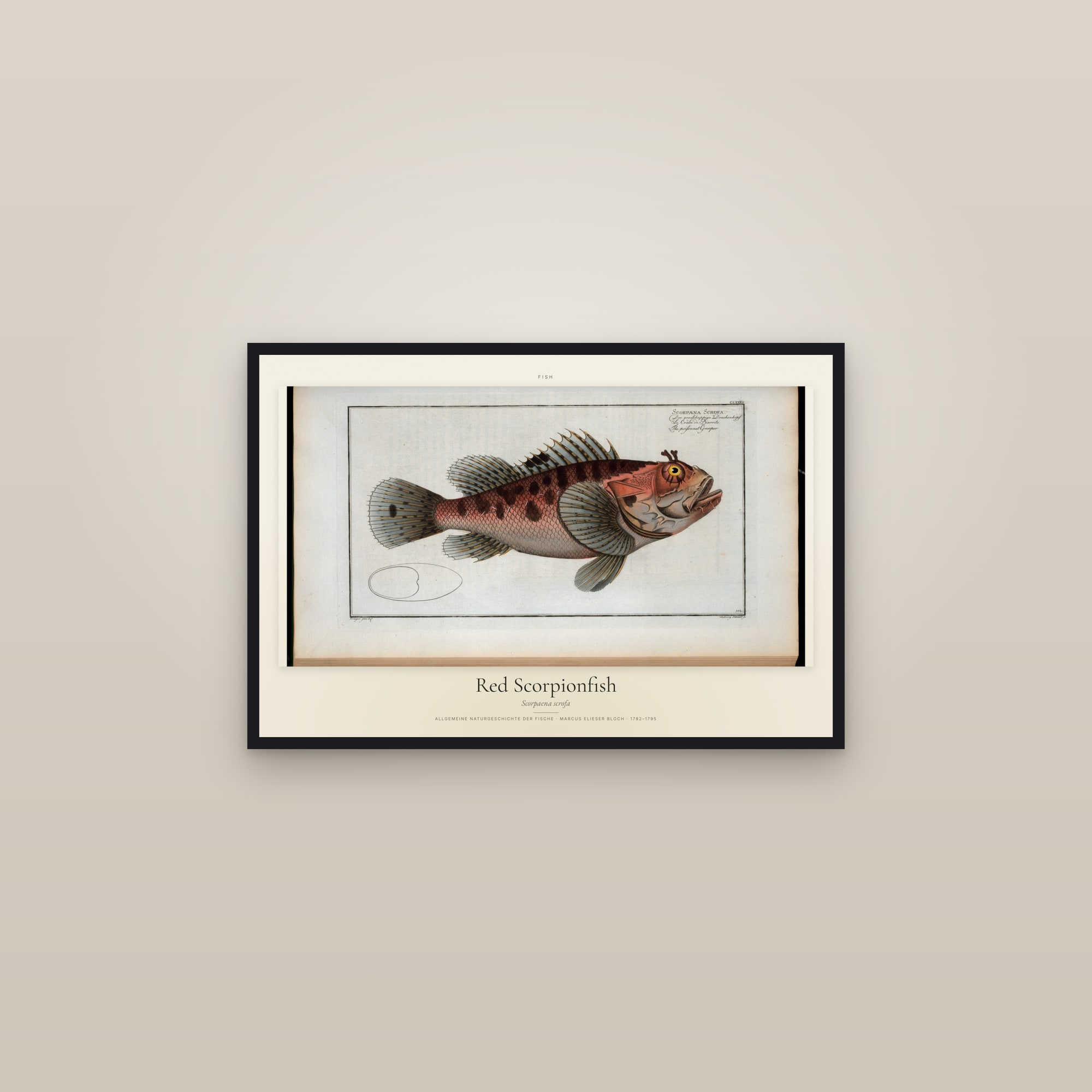 Red Scorpionfish — framed in a gallery setting
