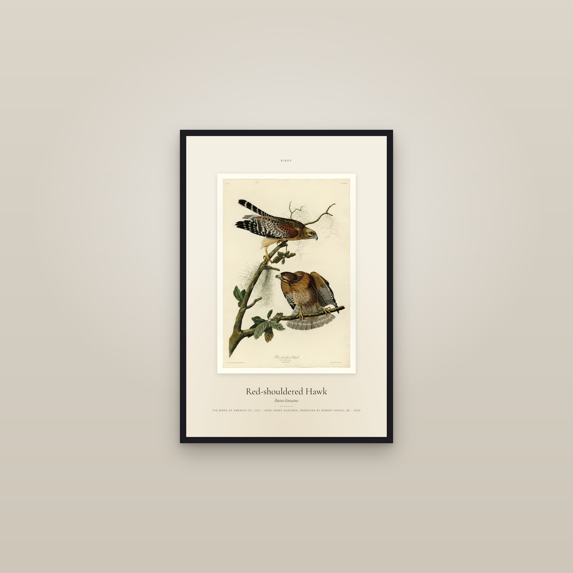 Red-shouldered Hawk — Specimen — framed in a gallery setting