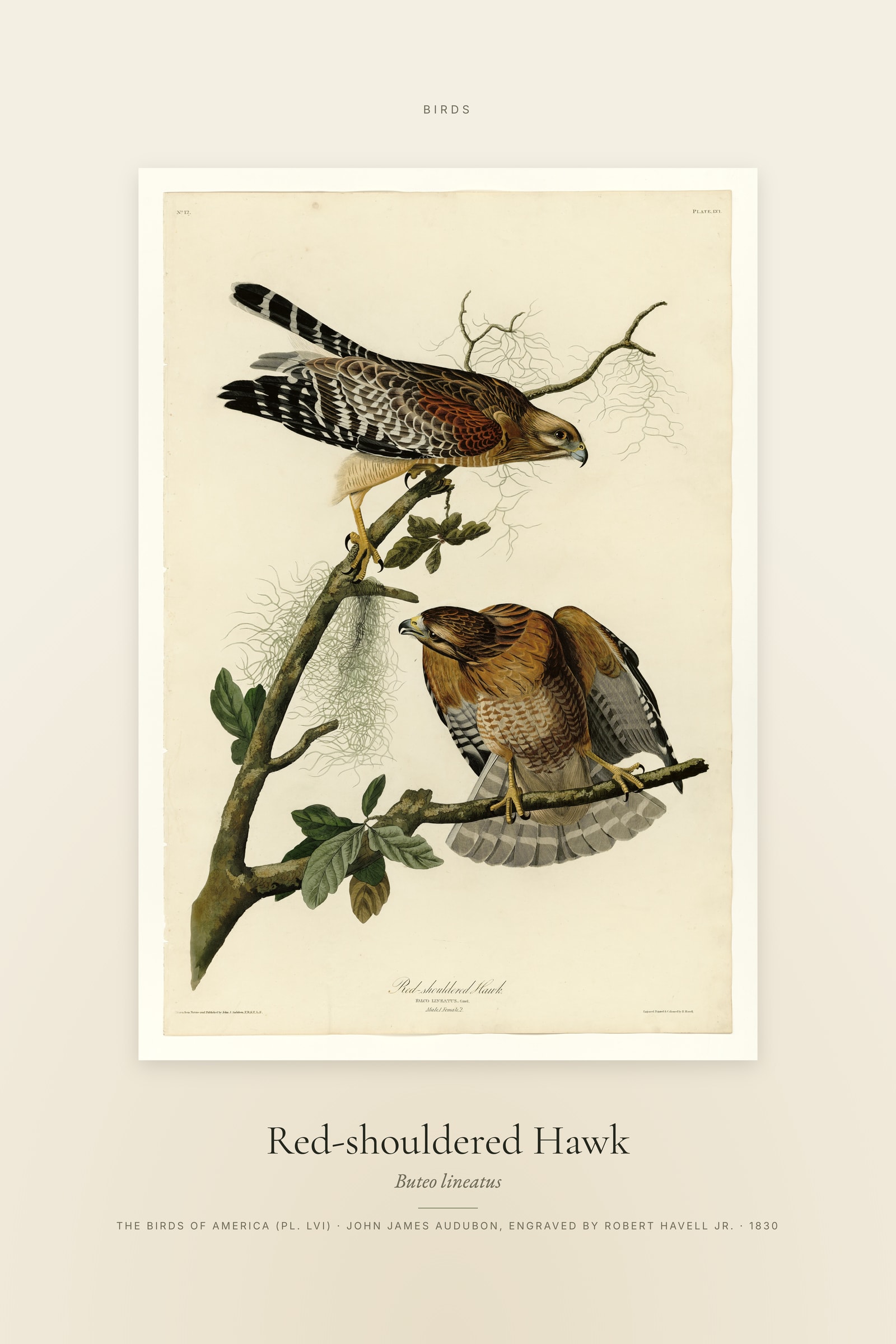 Red-shouldered Hawk — Specimen