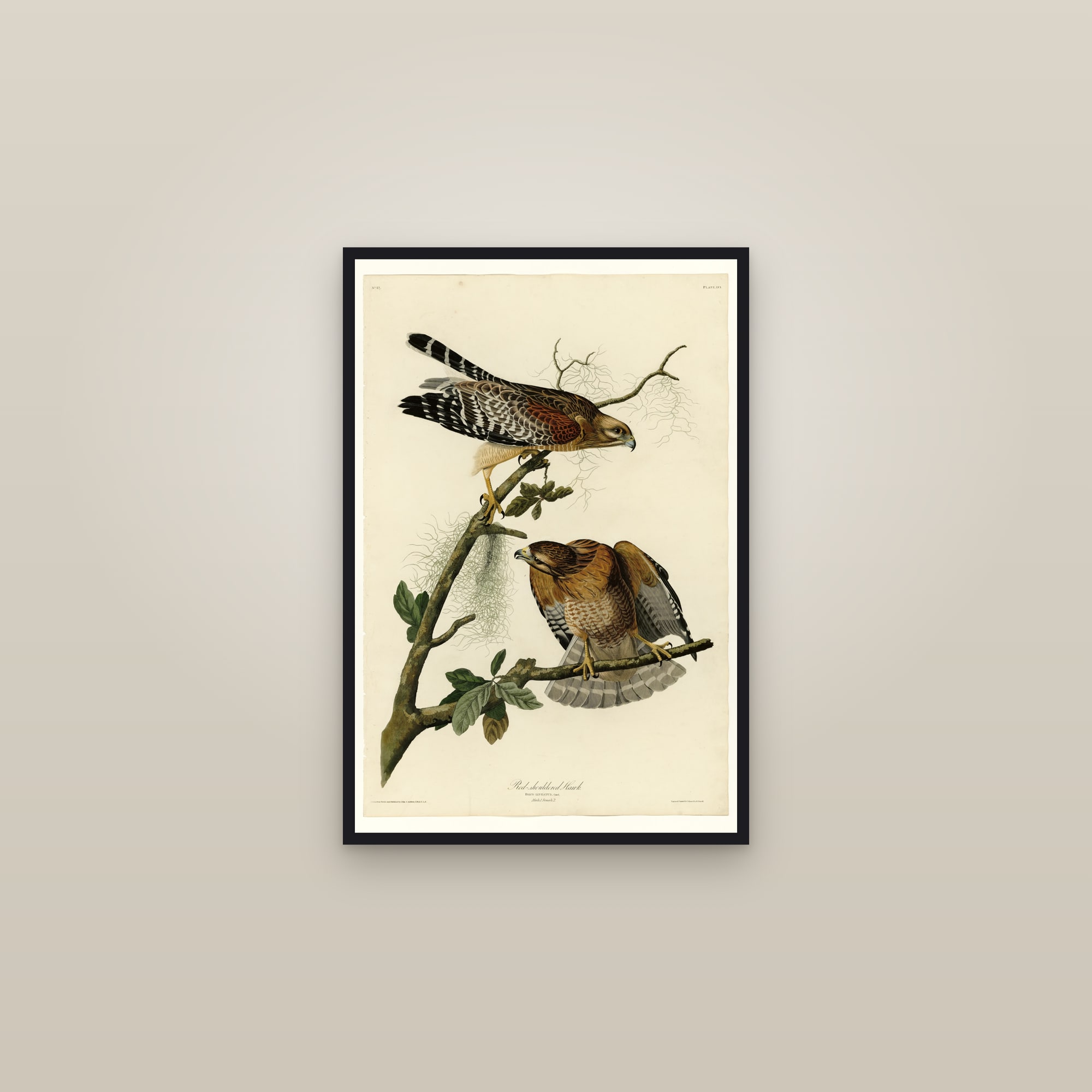 Red-shouldered Hawk — framed in a gallery setting