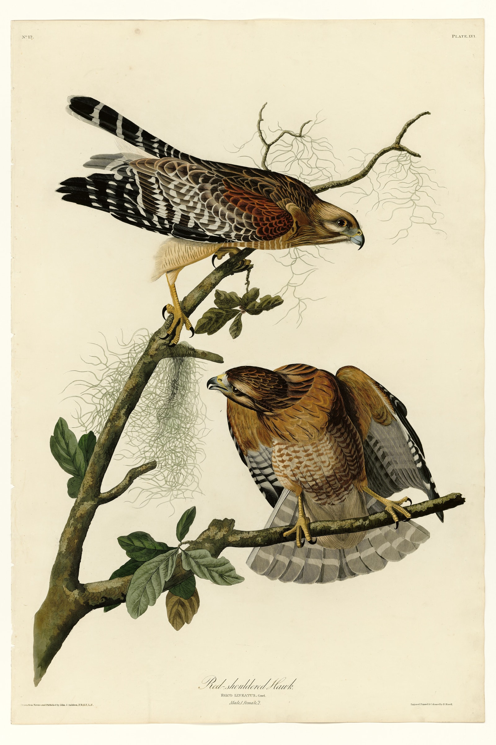 Red-shouldered Hawk