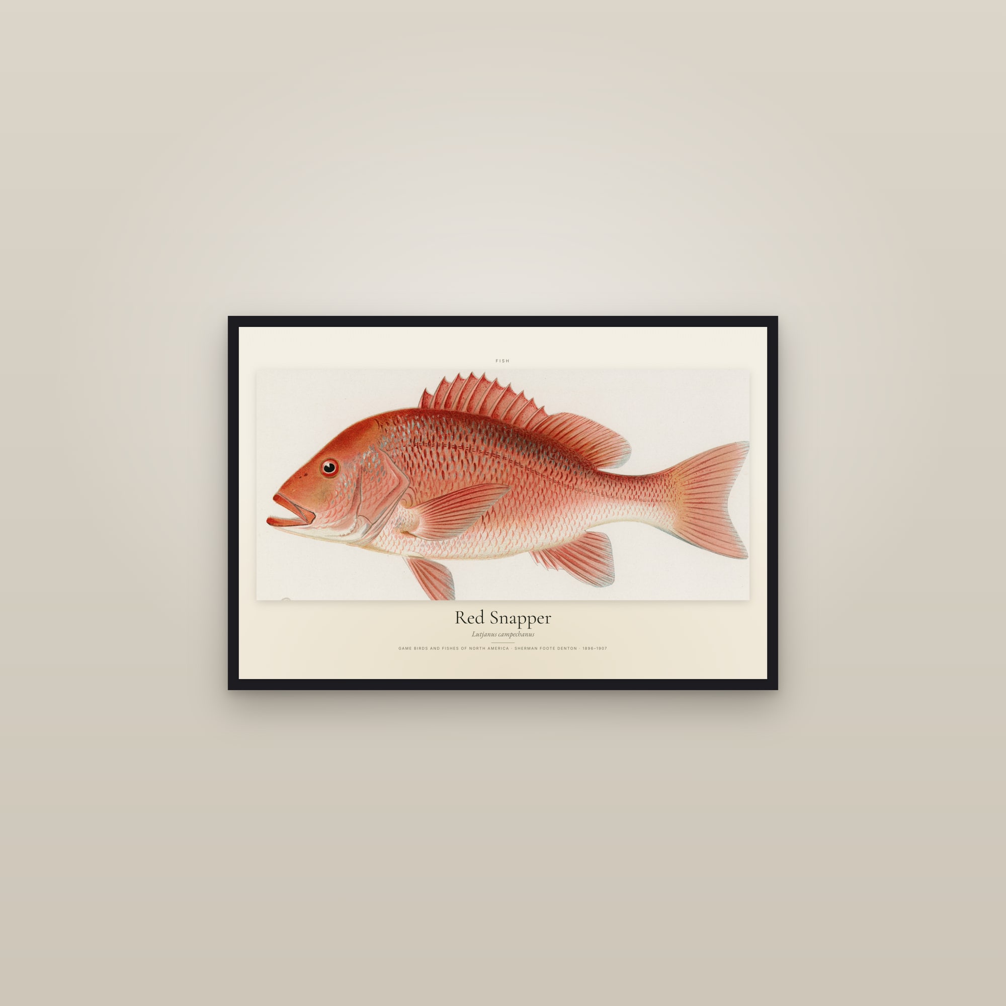 Red Snapper — framed in a gallery setting