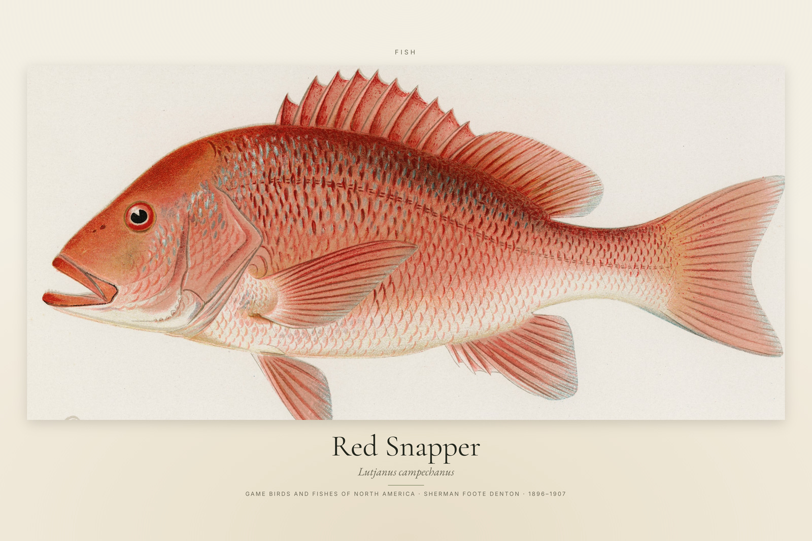 Red Snapper