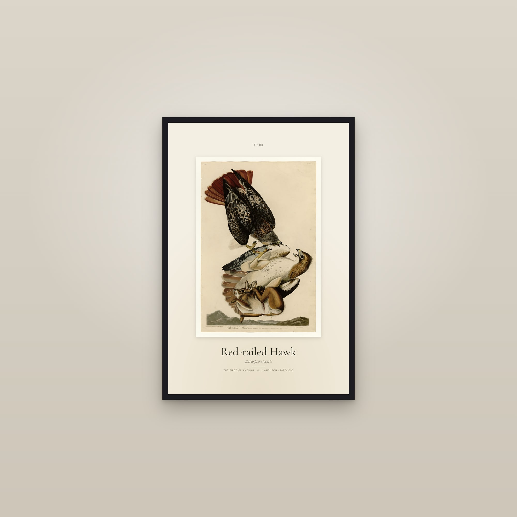Red-tailed Hawk — Specimen — framed in a gallery setting
