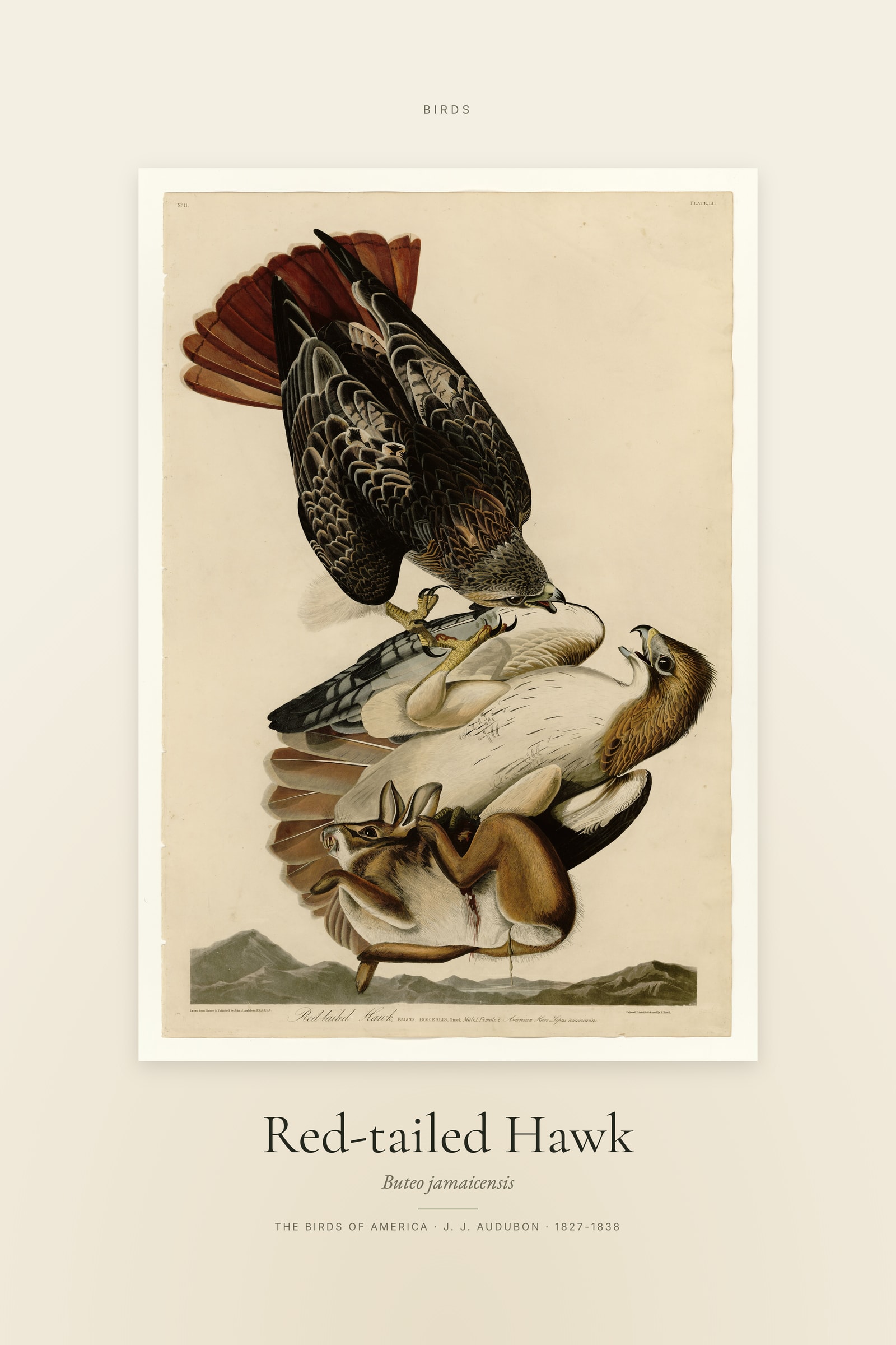 Red-tailed Hawk — Specimen