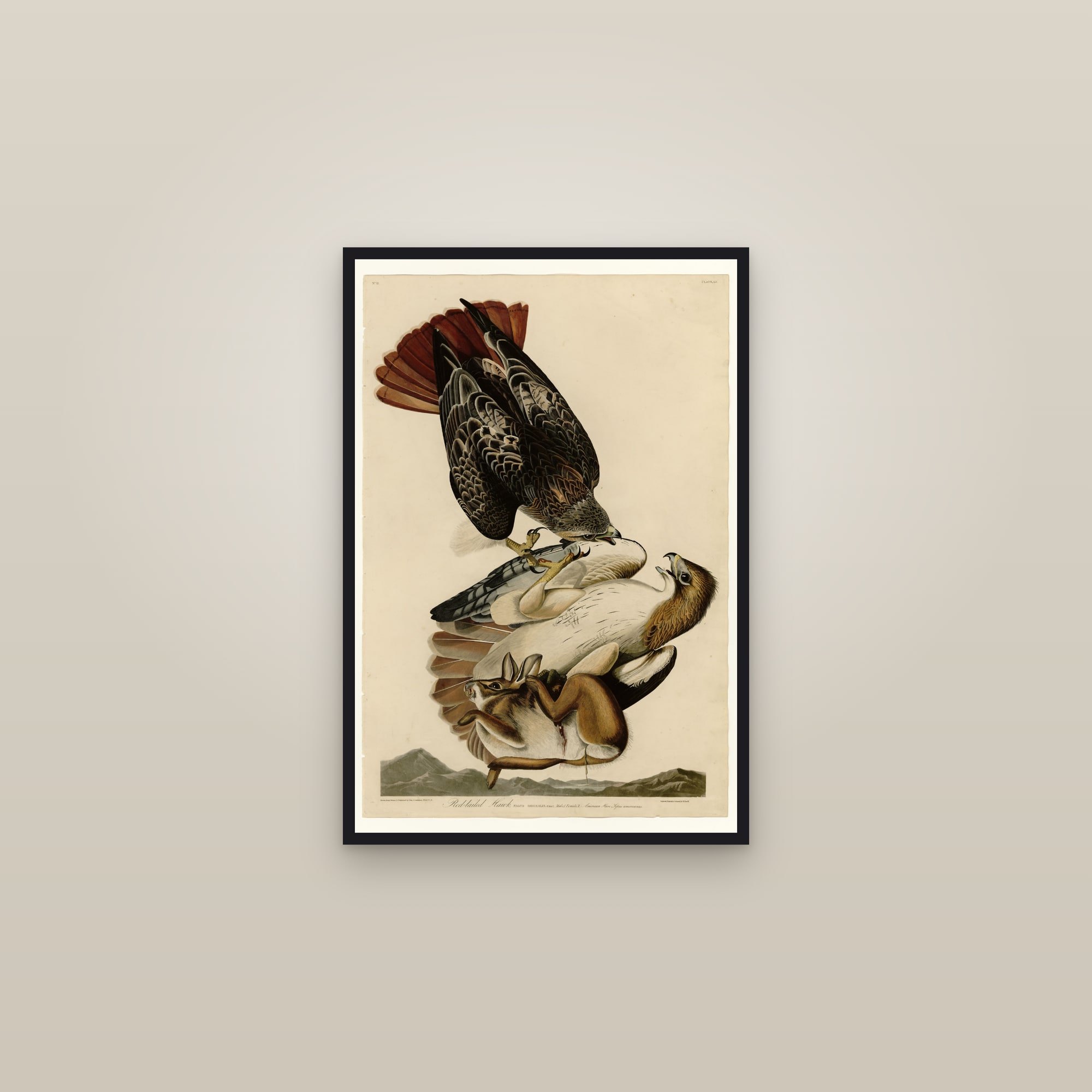 Red-tailed Hawk — framed in a gallery setting