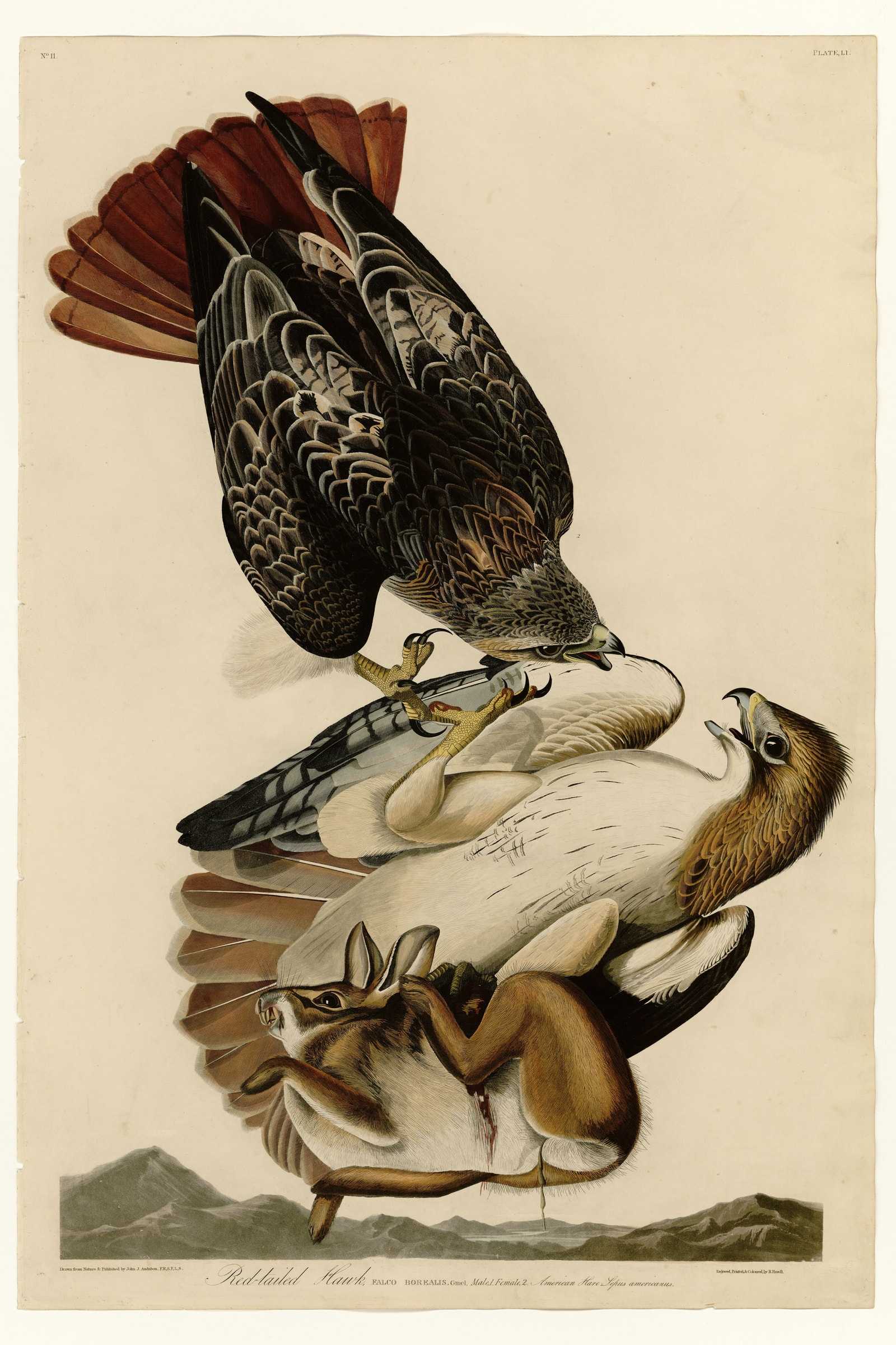 Red-tailed Hawk
