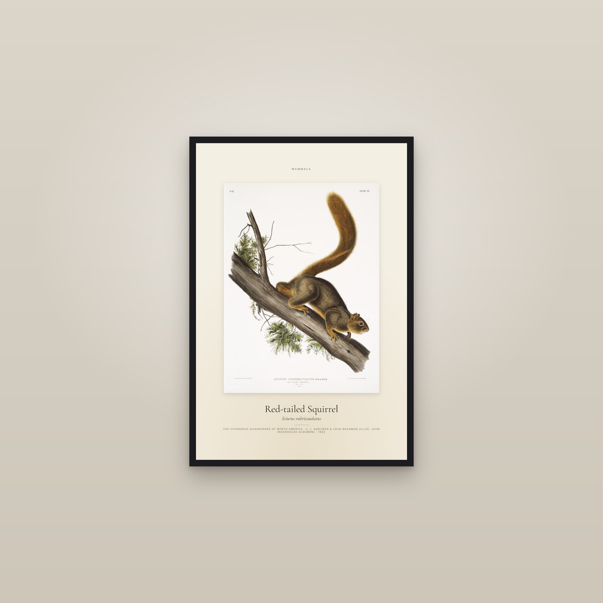 Red-tailed Squirrel — Specimen — framed in a gallery setting