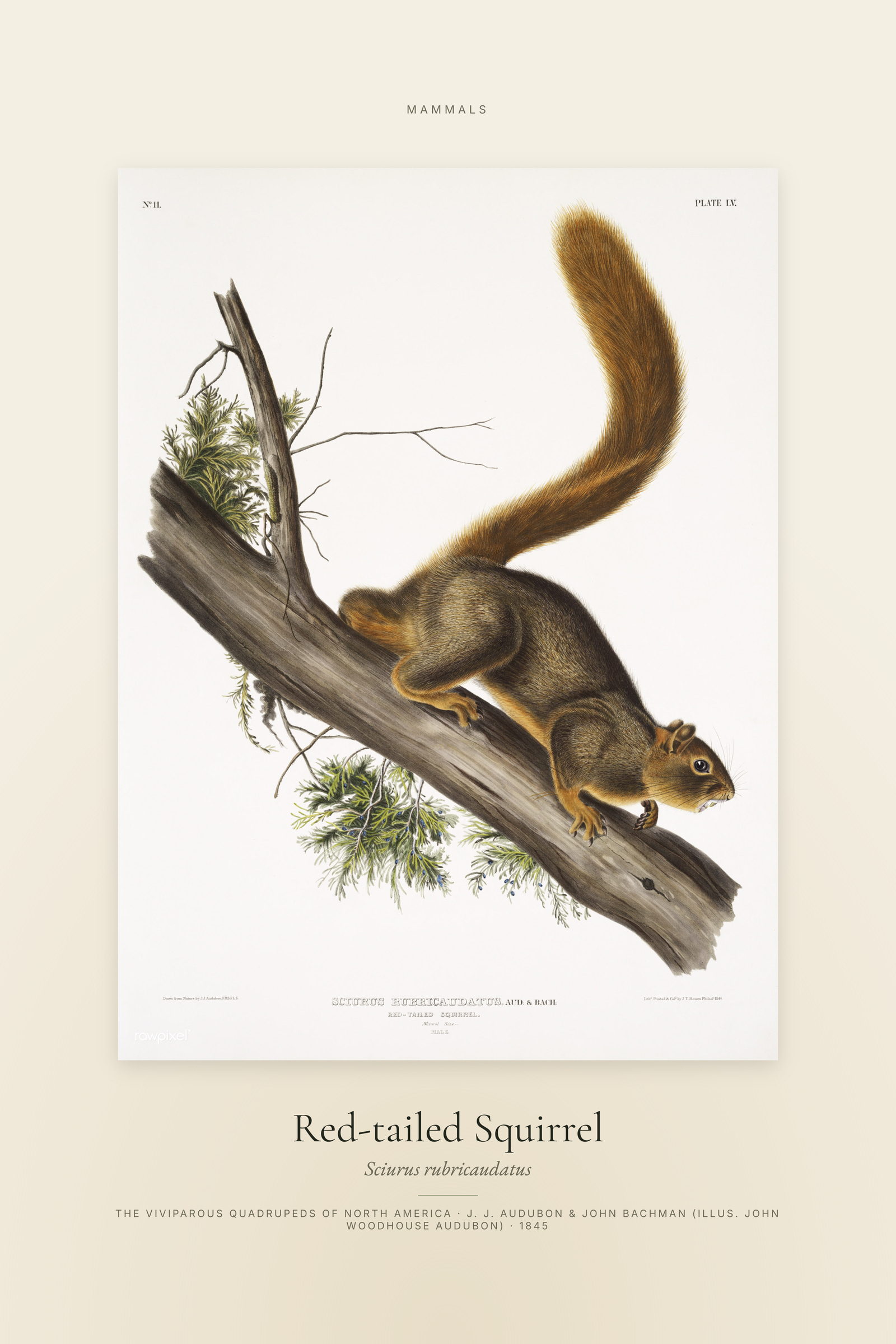 Red-tailed Squirrel — Specimen