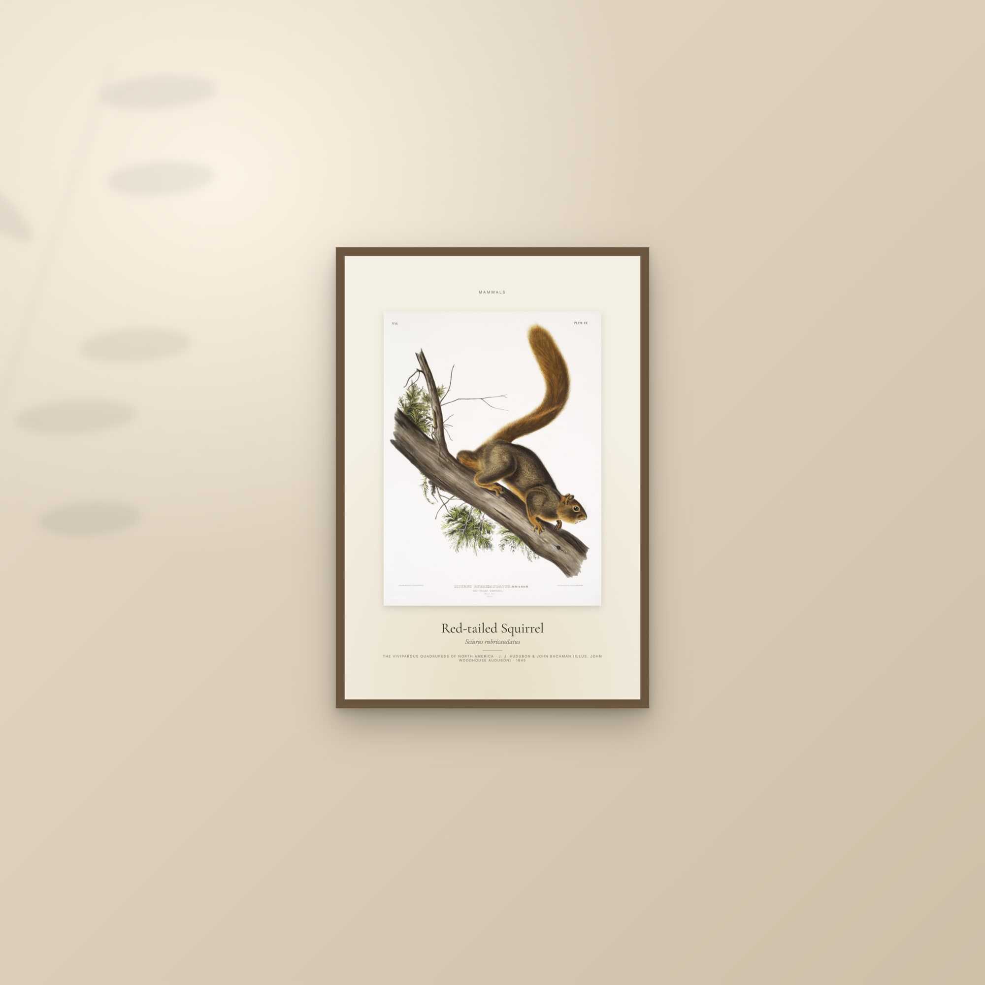 Red-tailed Squirrel — Specimen — framed and styled on a sunlit wall